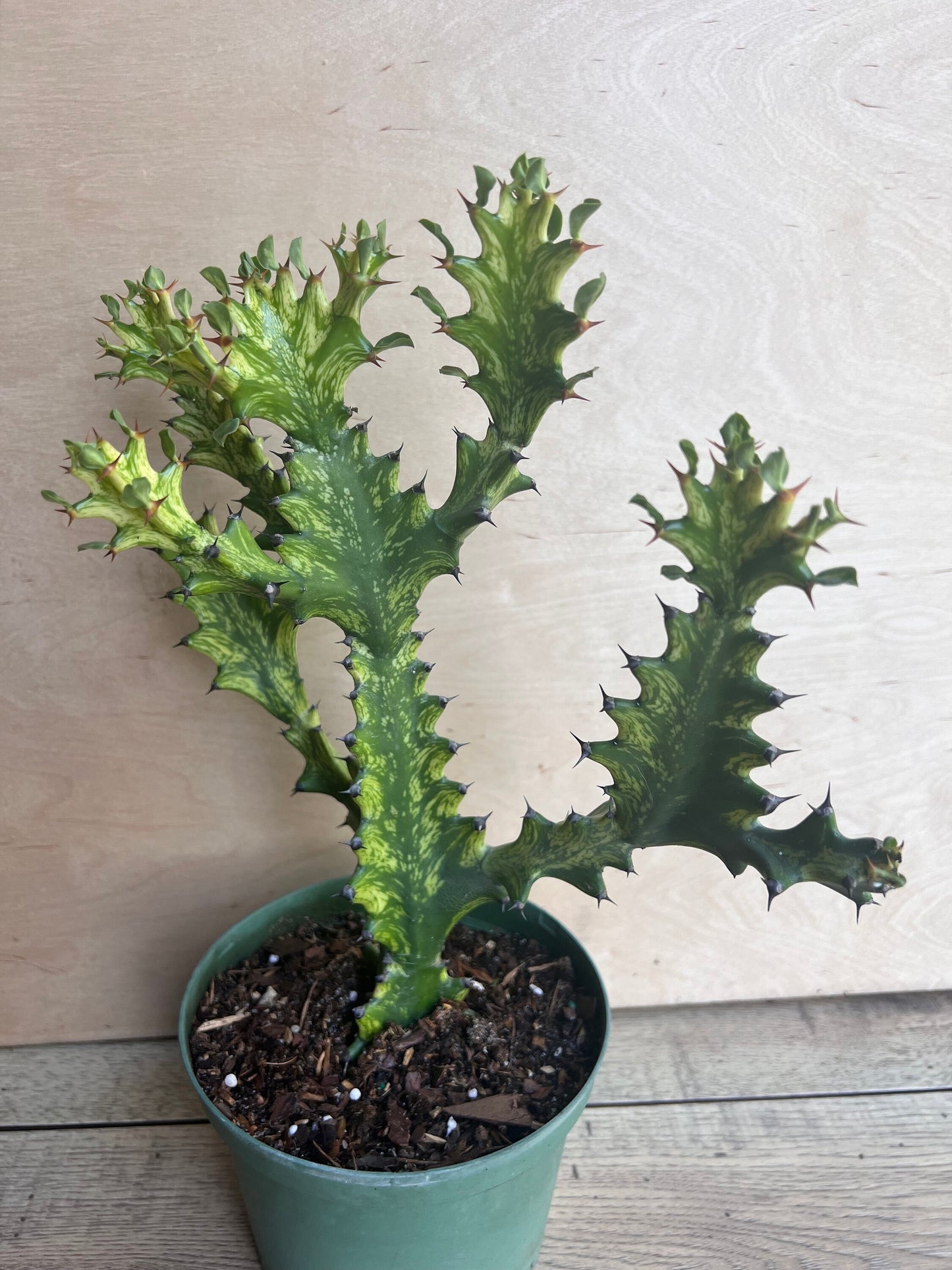Euphorbia Lactea Variegated, Dragon Bone in 6" Pot, rare, cactus , succulent, Lacei variegata