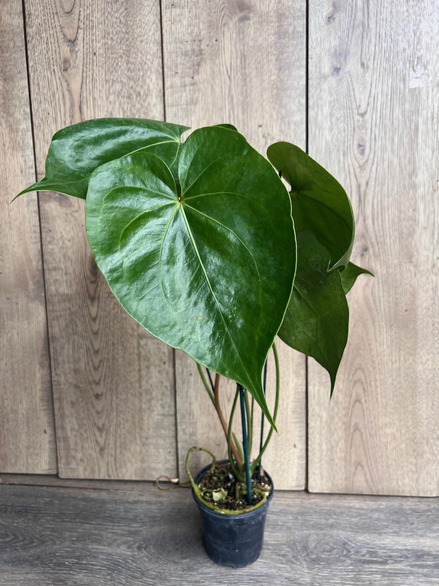 Anthurium faustomirandae, Faustino’s Giant in 4" Pot