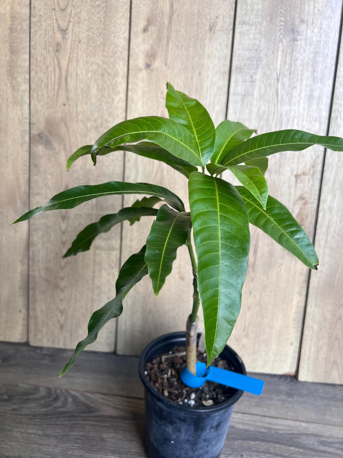 Grafted Manila Mango in 1/2 Gallon Pot