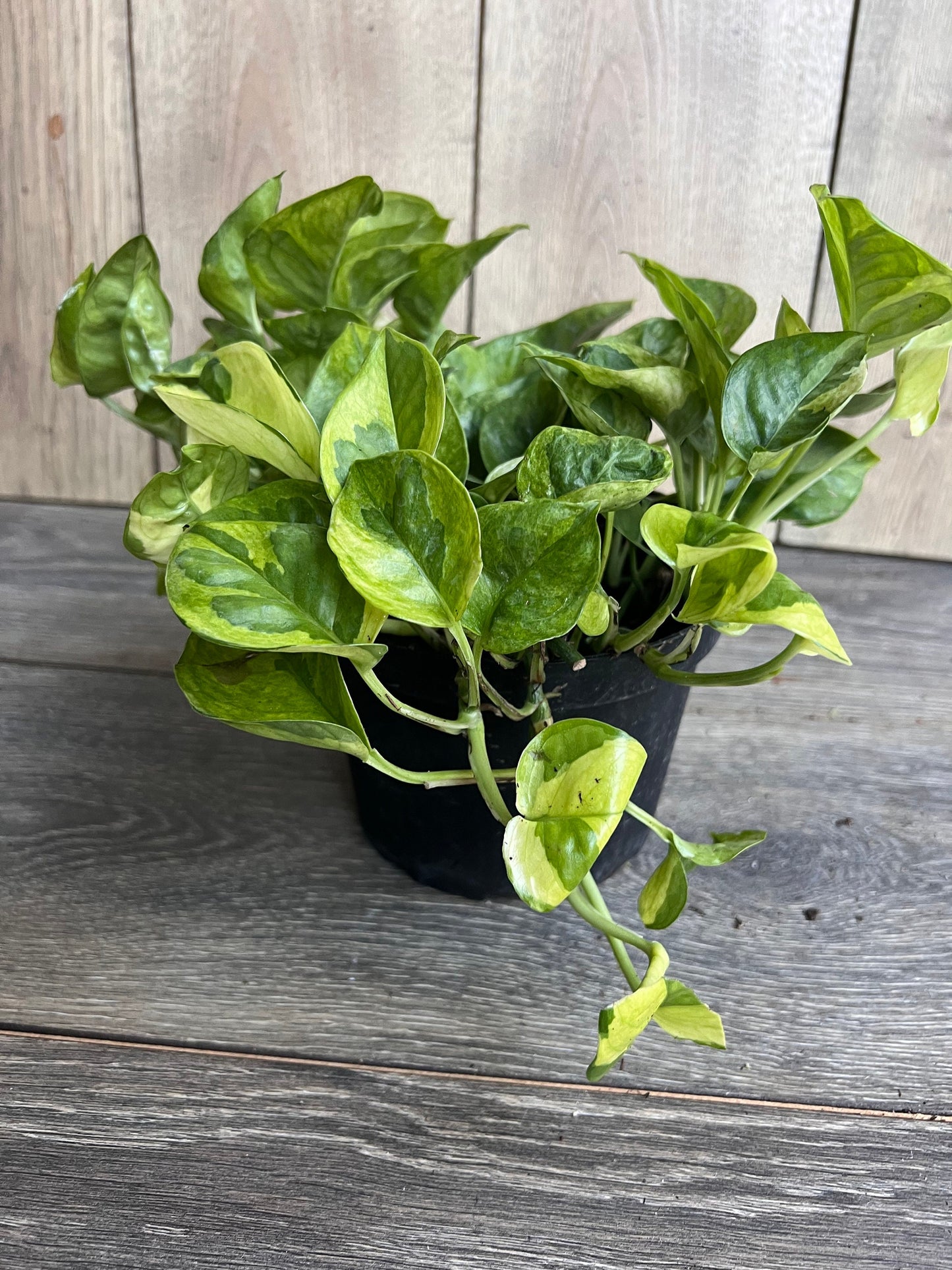 Epipremnum Lemon Meringue in 6" Pot, Lemon Meringue Pothos