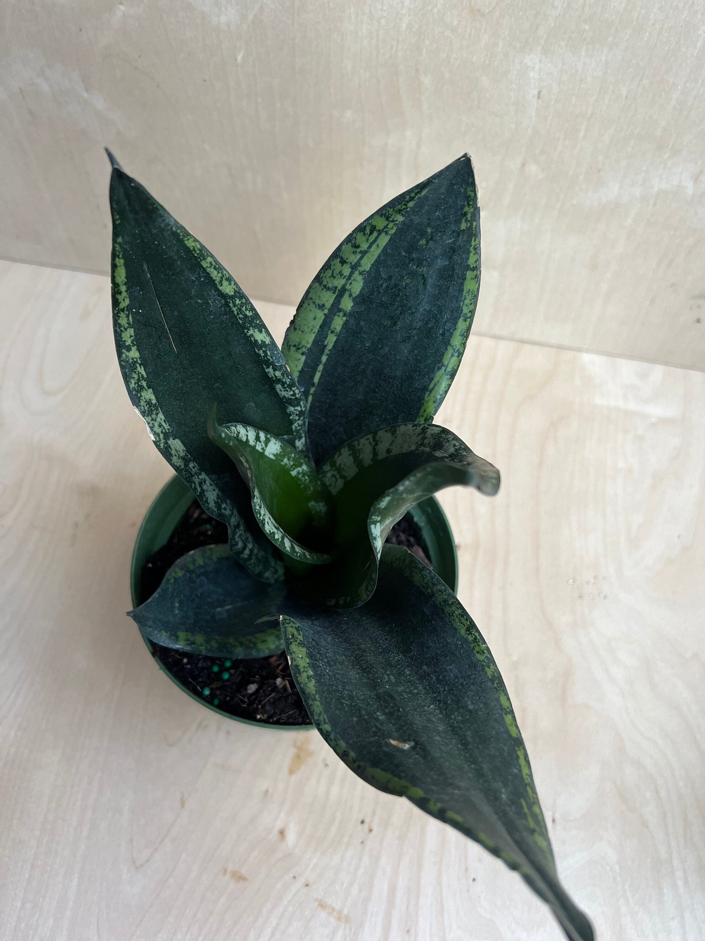 Sansevieria Whitney, Sansevieria Silver Flame, in 6" Inches pot, Mother in law