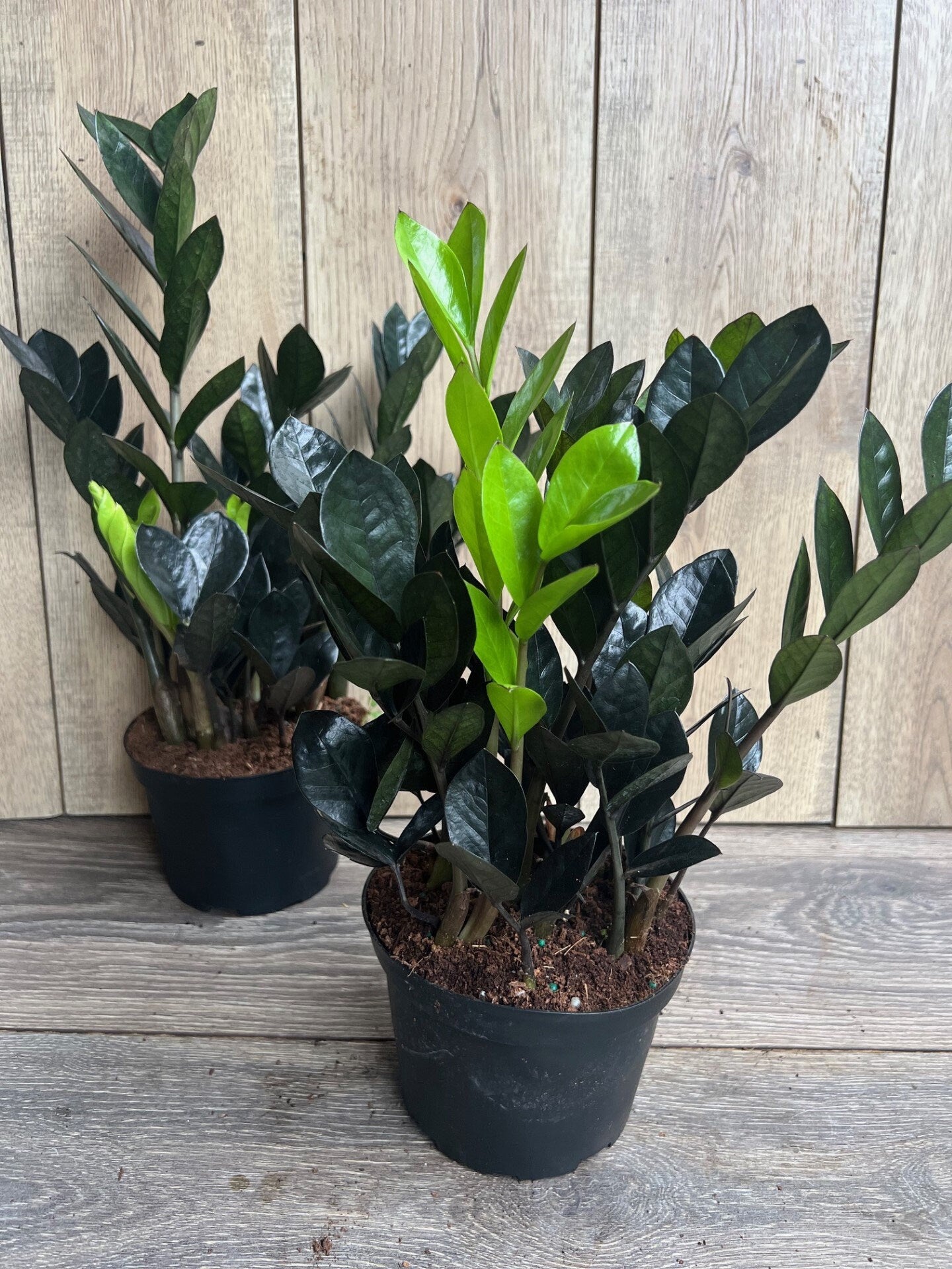 Black Raven ZZ, dark zz plant in 6" pot, Zamioculcas zamiifolia raven