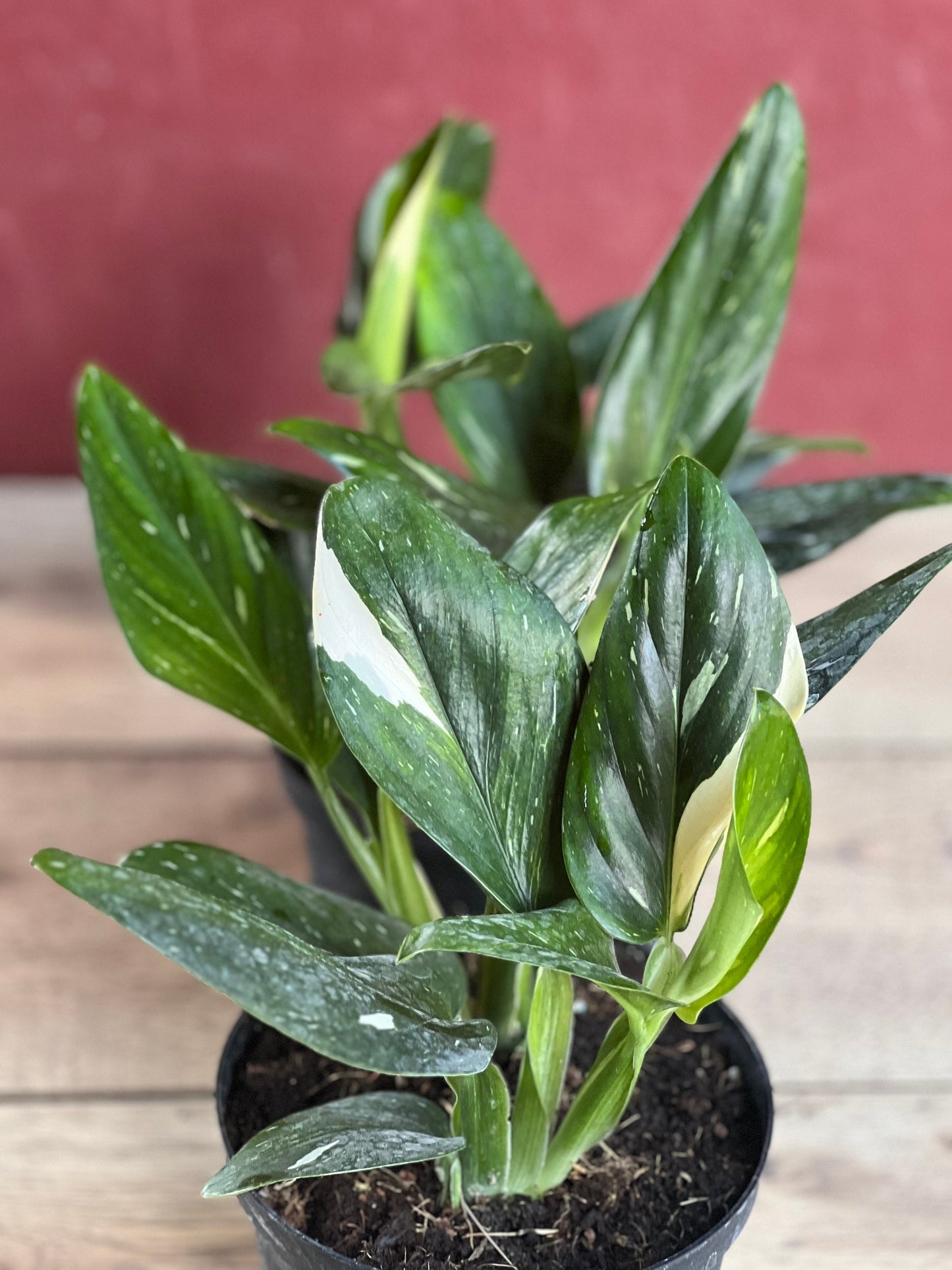 Monstera Standleyana Albo in 6" Pot , Philodendron Cobra