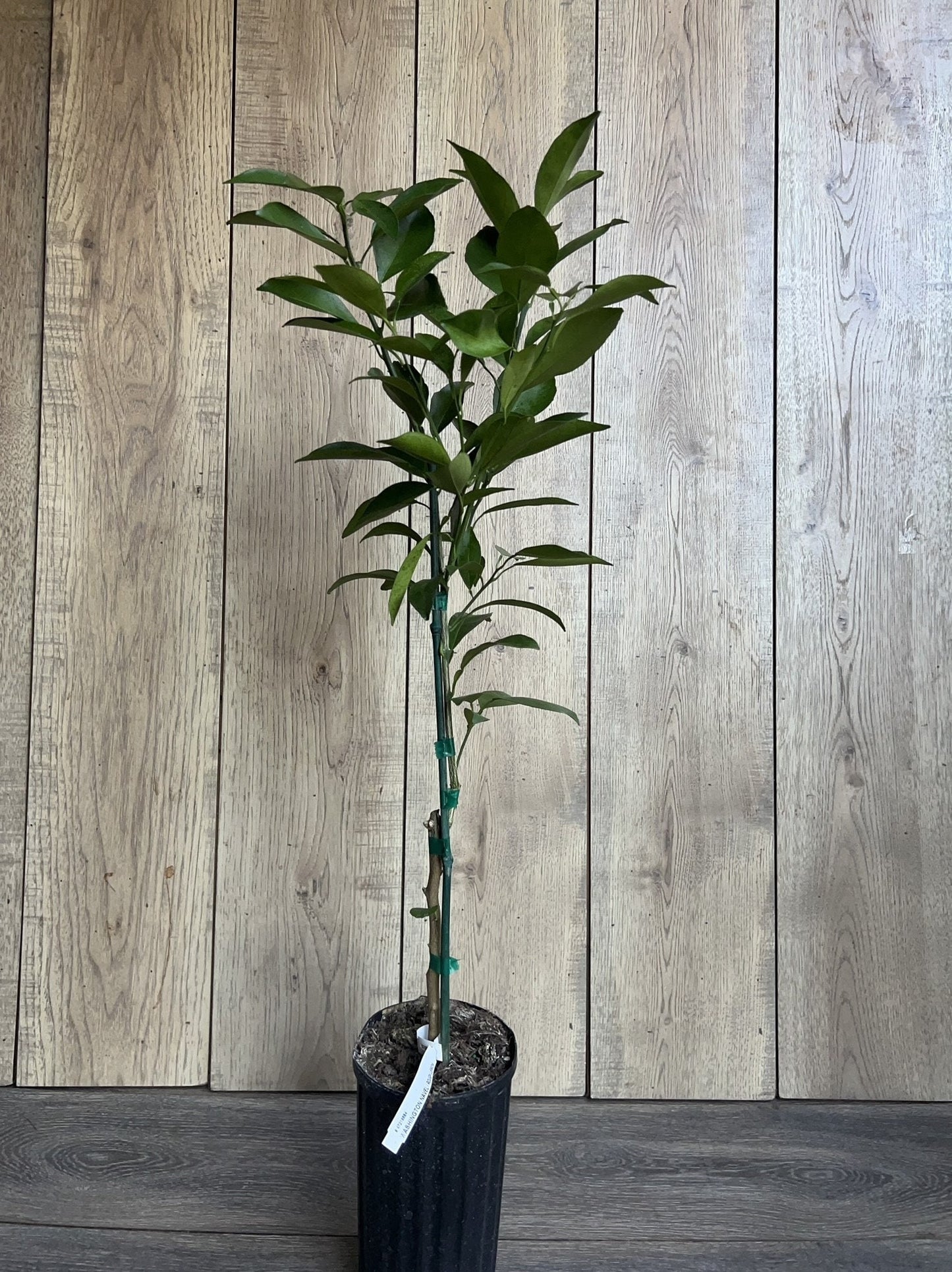 Washington Navel Orange Tree in half Gallon Pot, Grafted, Florida Shipping Only