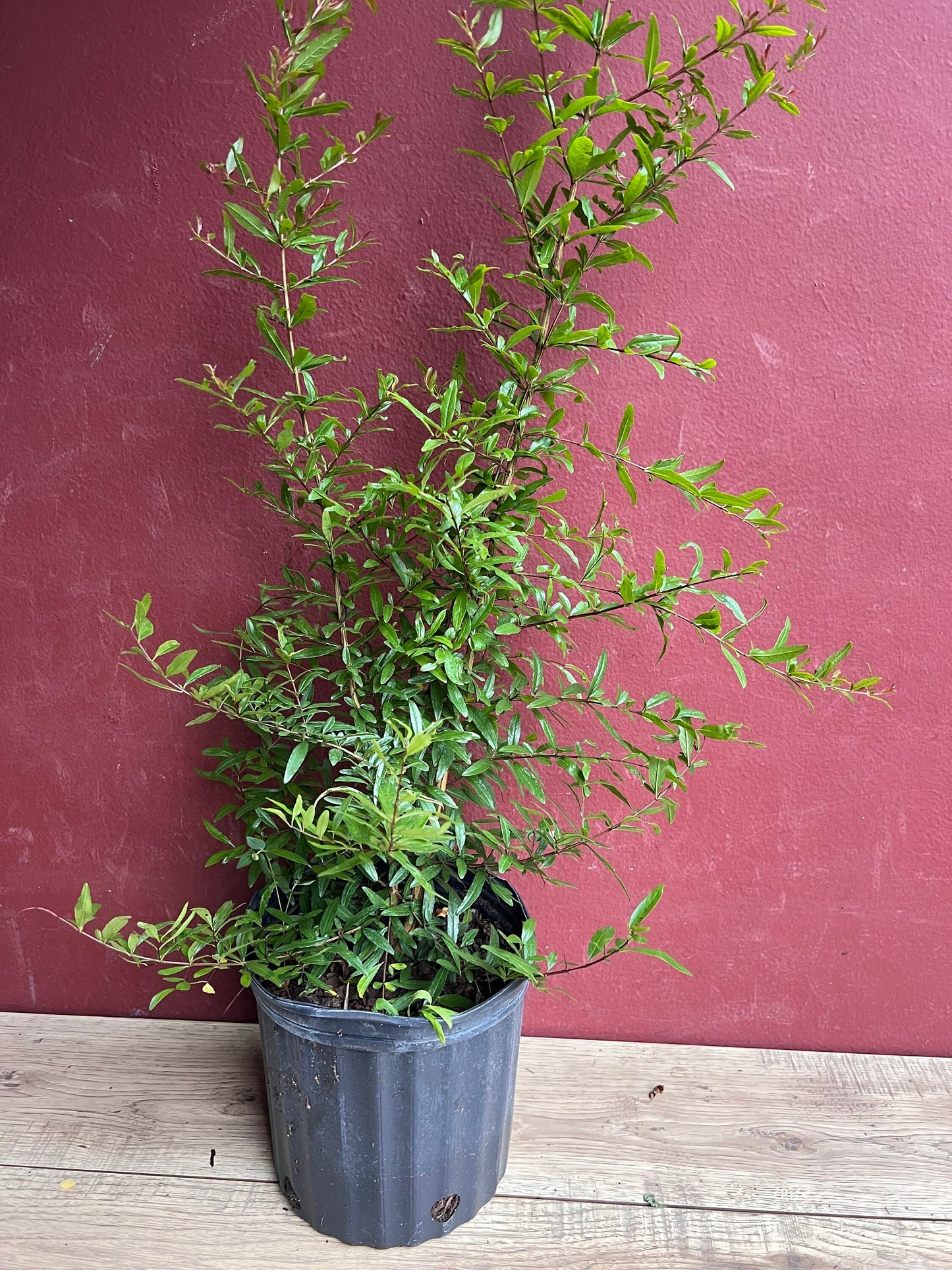 Wonderful Pomegranate in 3 gallon pot, delima