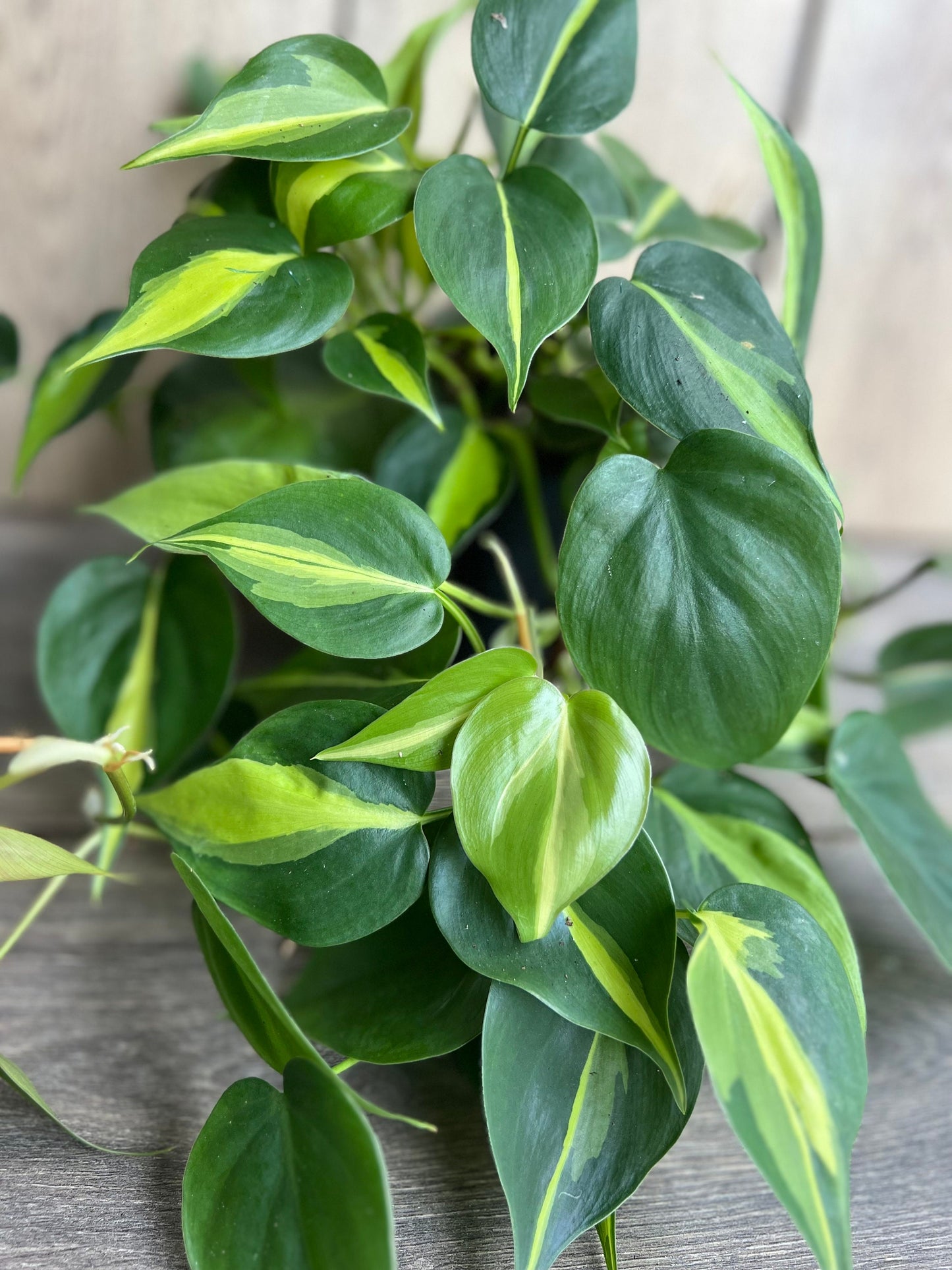 Philodendron Brasil. in 6” pot, philodendron hederaceum,trailing plant, house plant, variegated heart shaped philodendron