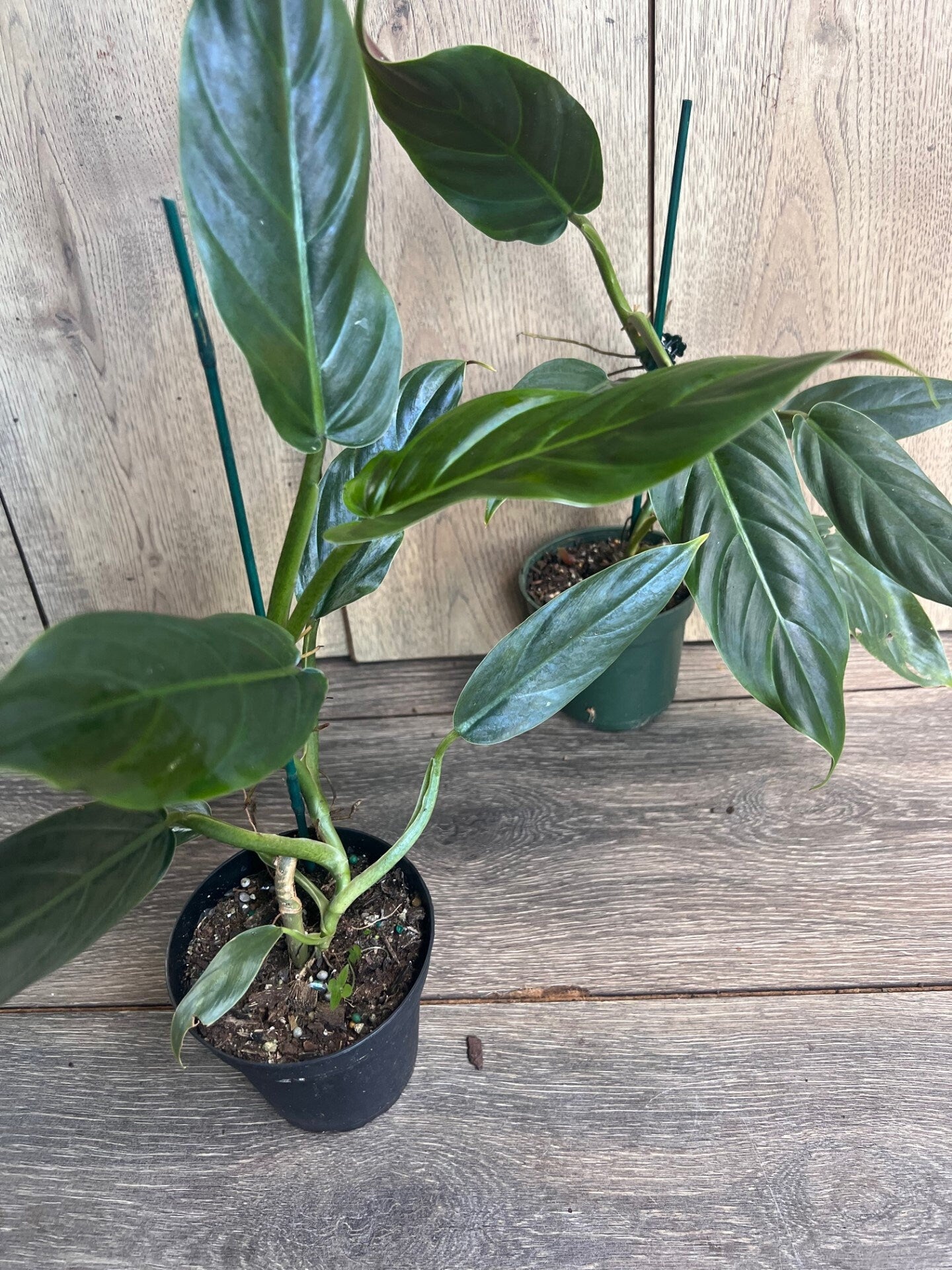Philodendron Subhastatum in 4" Pot