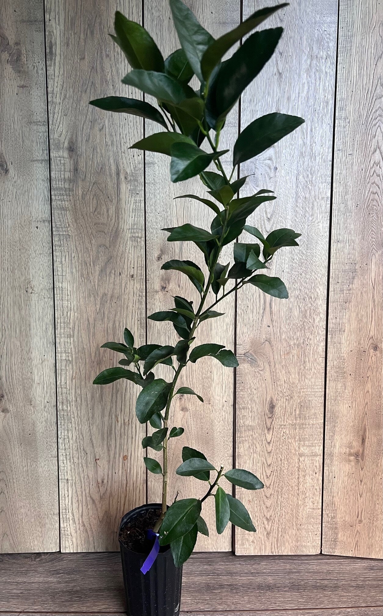 Glenn Navel Orange Tree in half Gallon Pot, Grafted, Florida Shipping Only