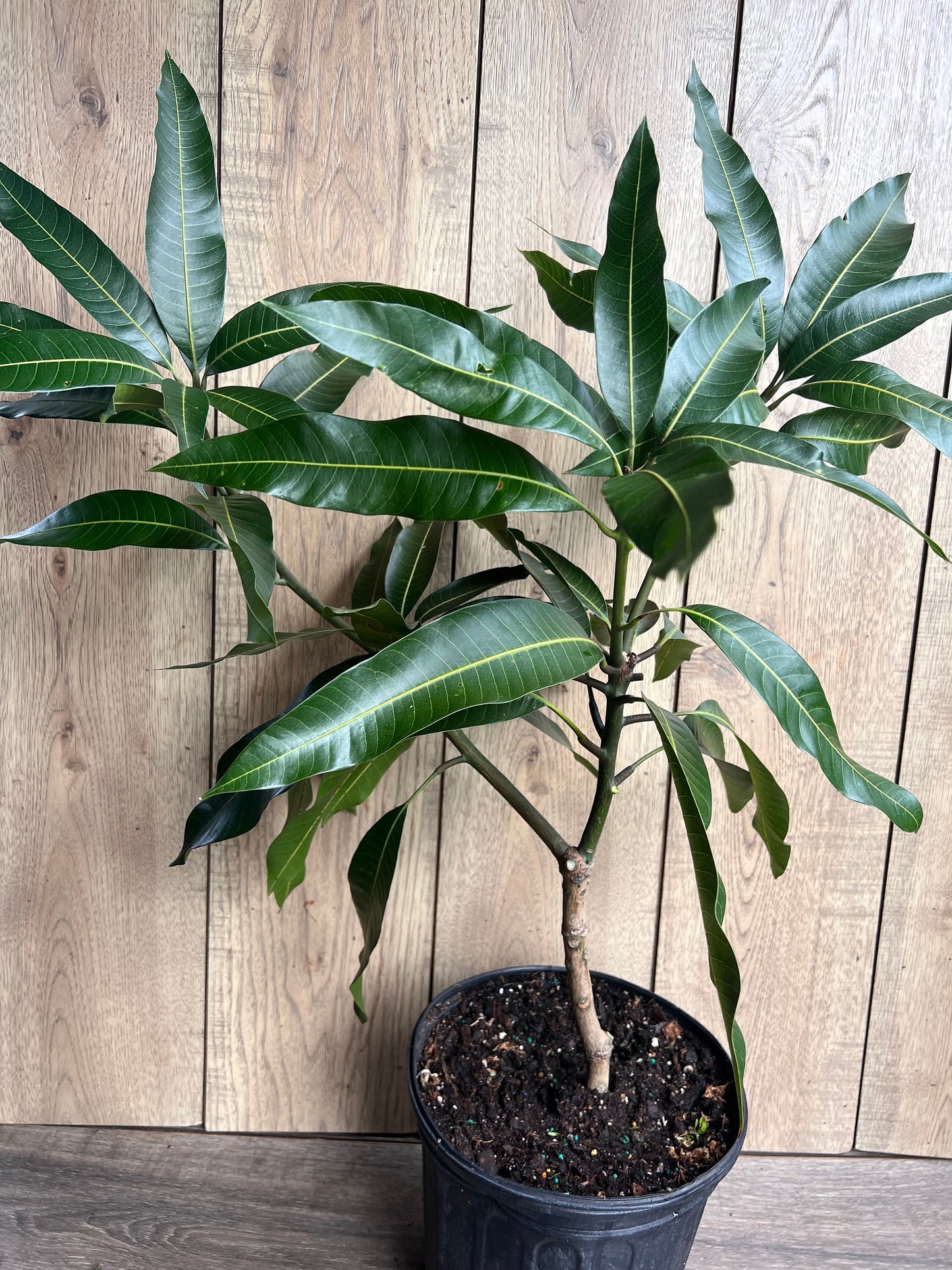 Glenn Mango Tree, grafted in 3 gallons pot, No Ship to CA and HI
