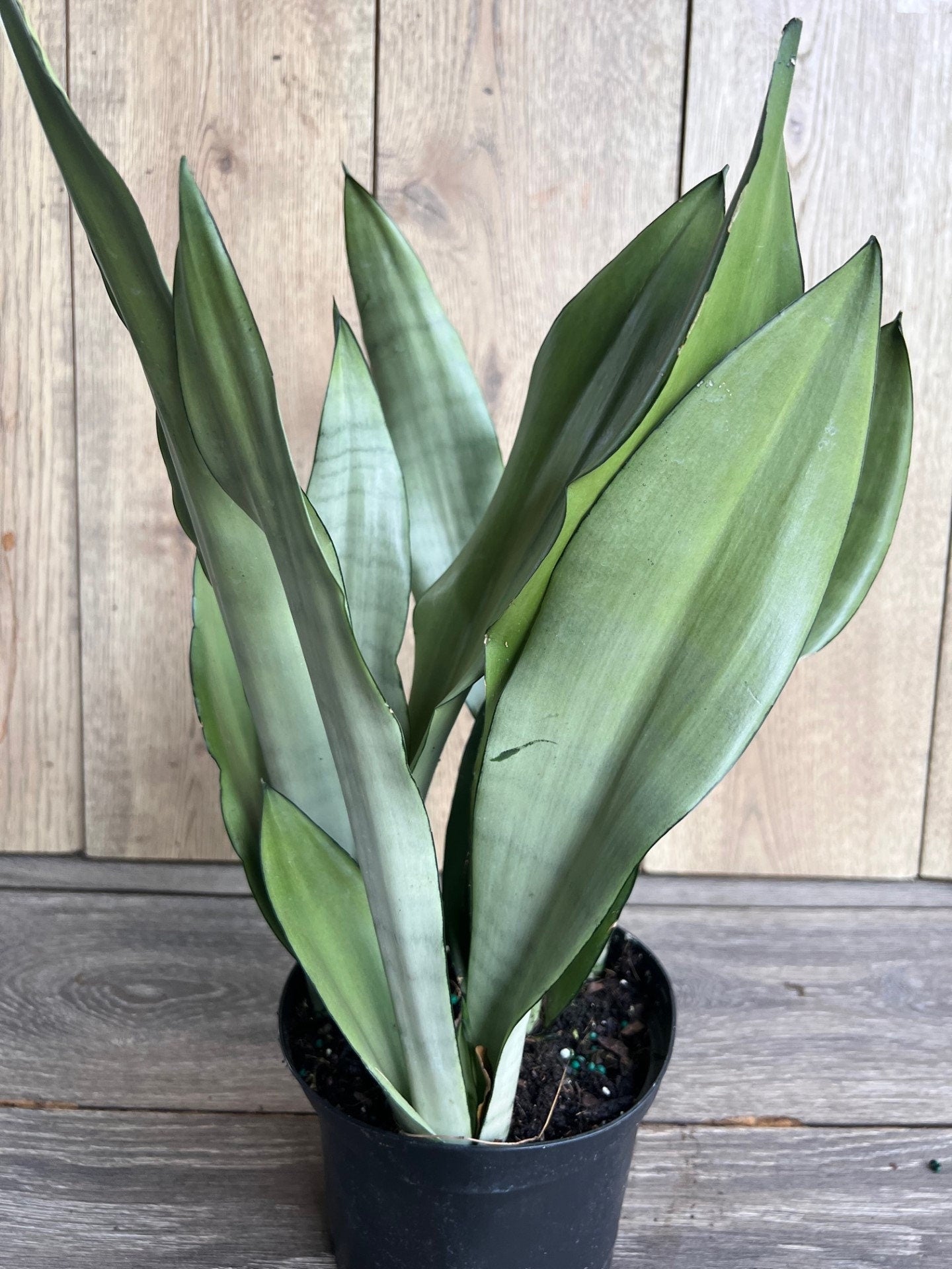 Sansevieria Moonshine in 6" Pot , Snake plant, Live house plant