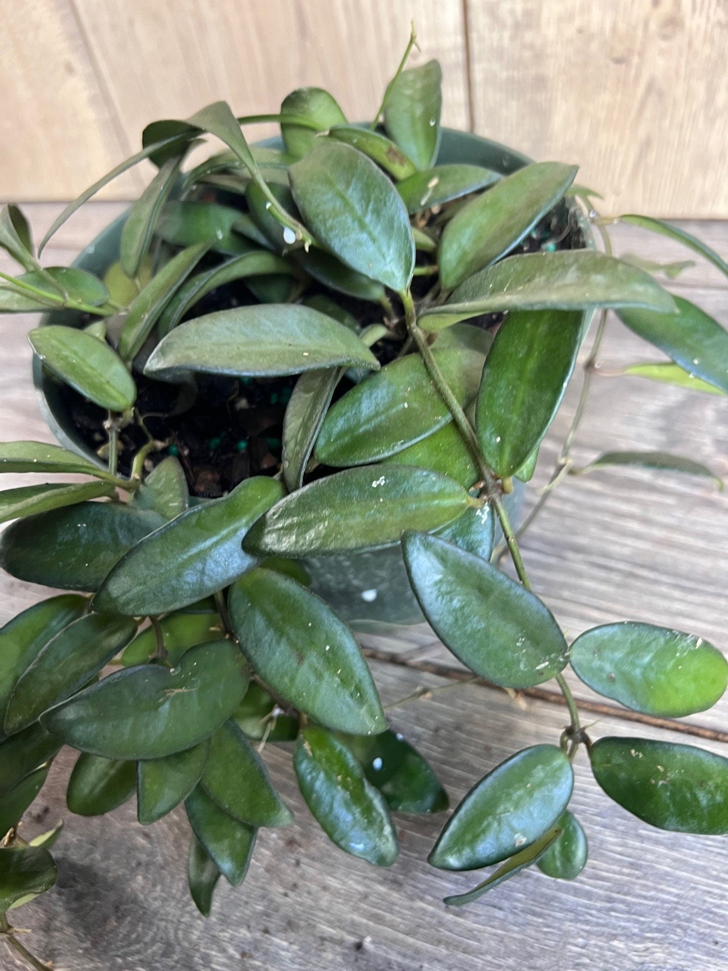 Hoya Crassipetiolata 6" Pot