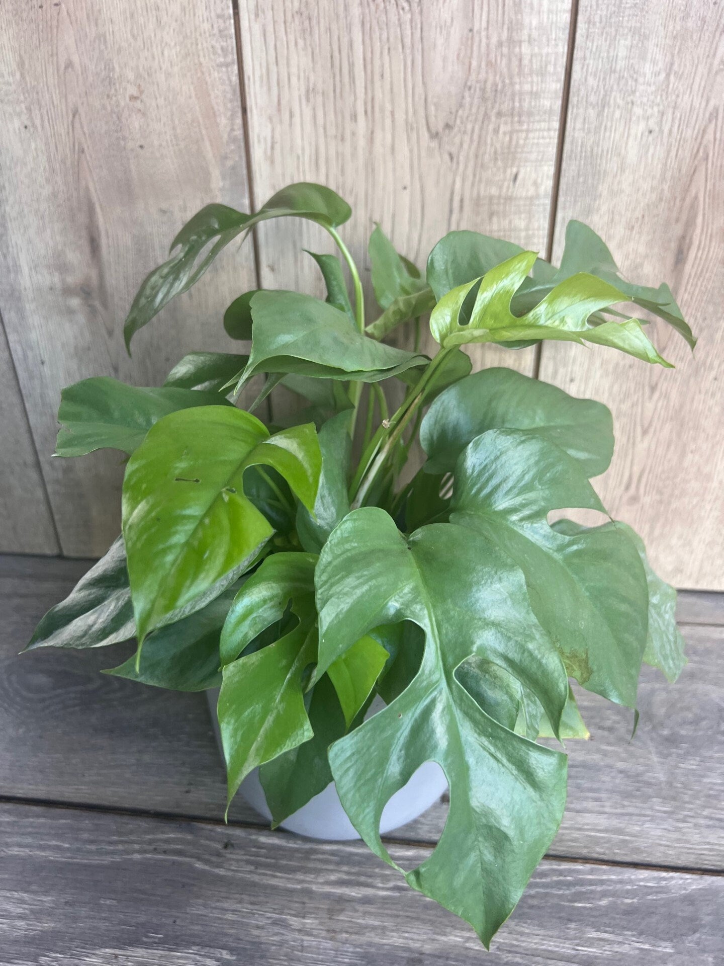 Rhaphidophora tetrasperma, Monstera Minima in 6" Pot