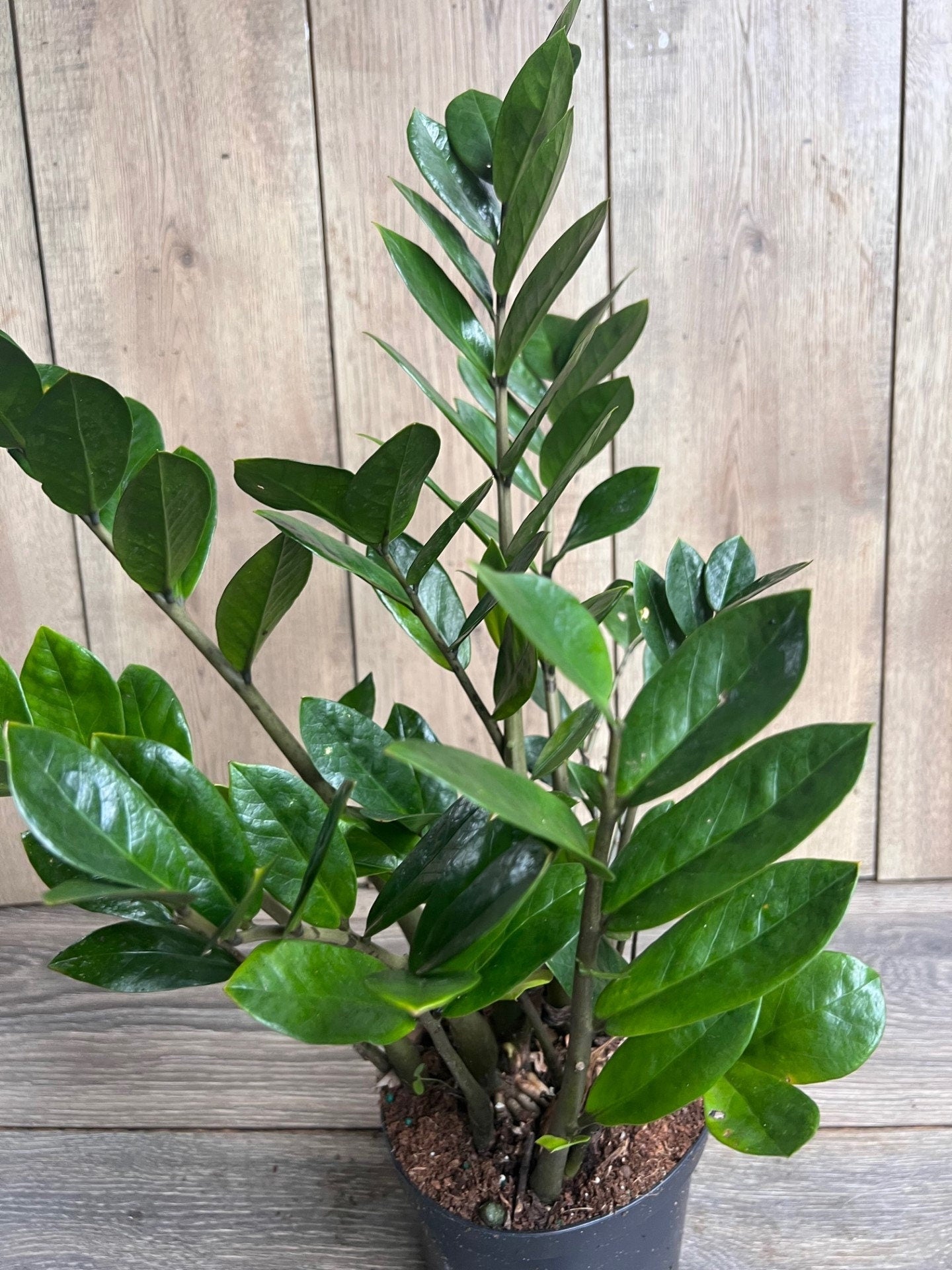 Zamioculcas Zamiifolia , ZZ Plant, in 6" Pot