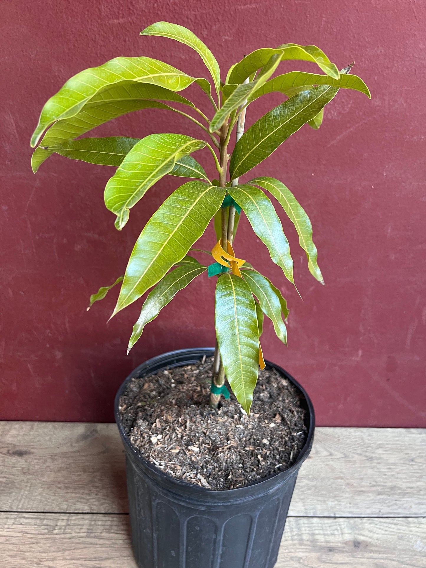 Fruit Punch Mango Tree, grafted in 3 gallons pot, No Ship to CA and HI