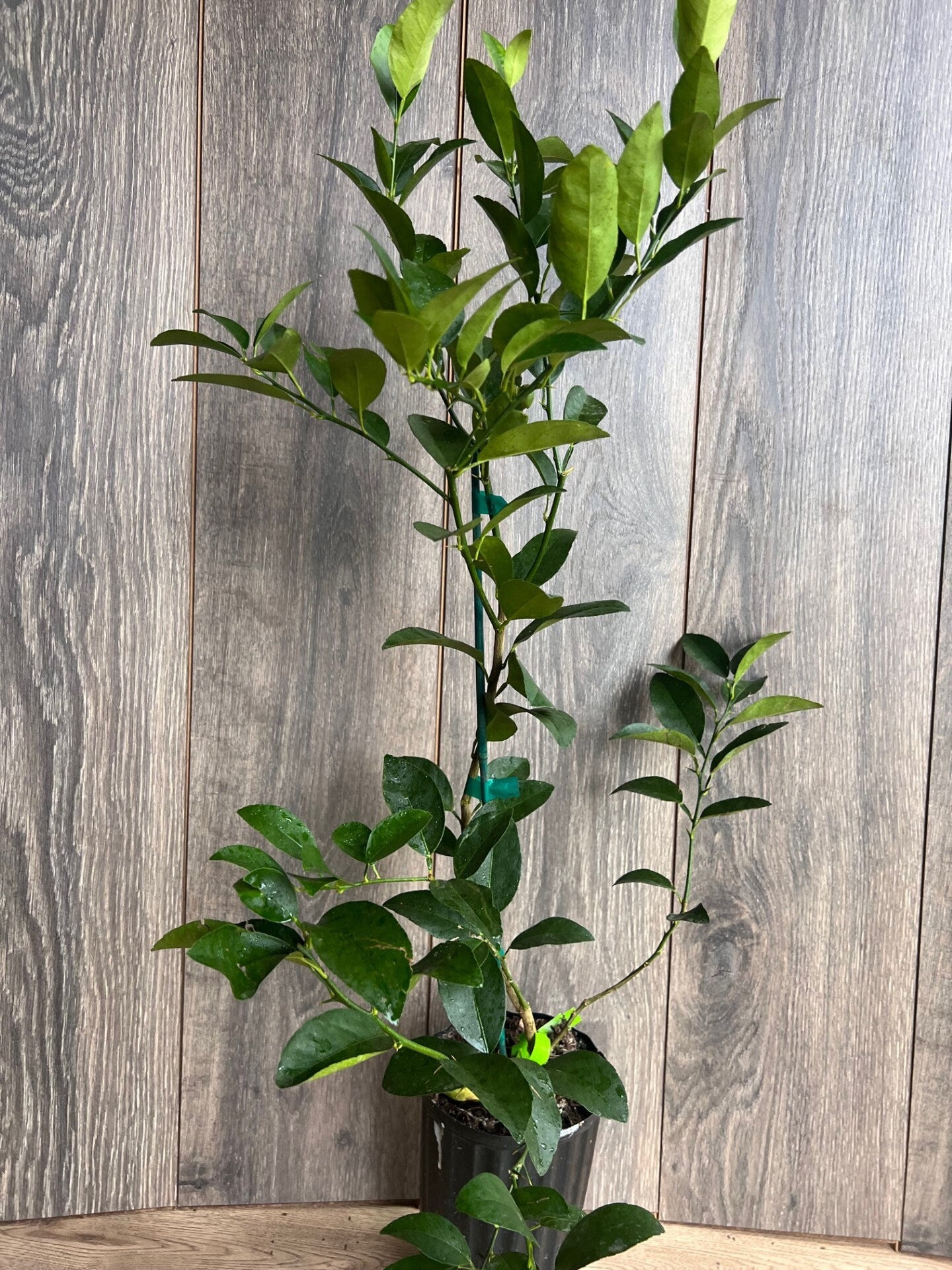 Persian lime Treein half Gallon Pot, Grafted, Cirus x Latifolia, Bearss Lime, Tahiti Lime, Florida Shipping Only