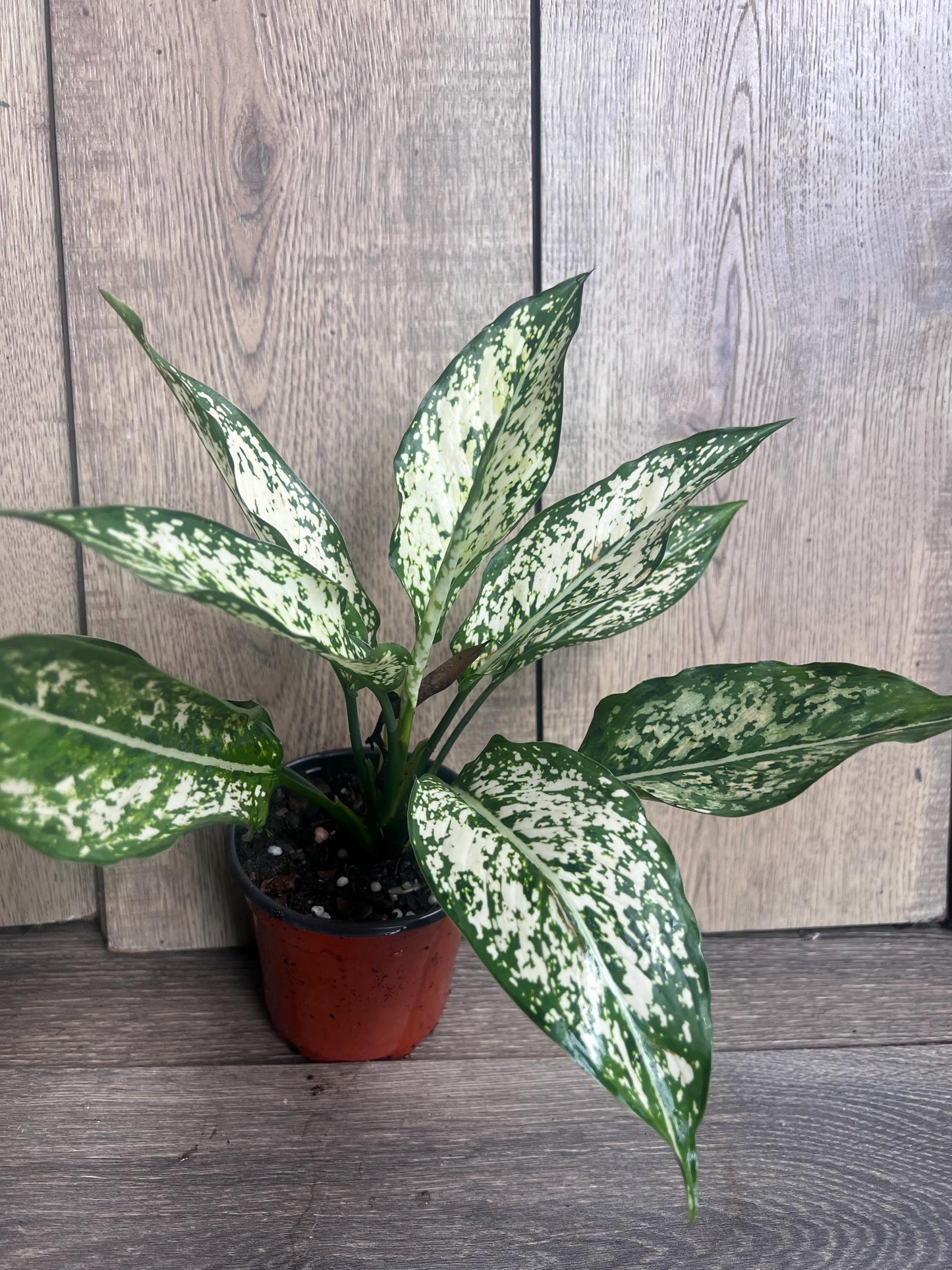 First Diamond Aglaonema in 4" Pot