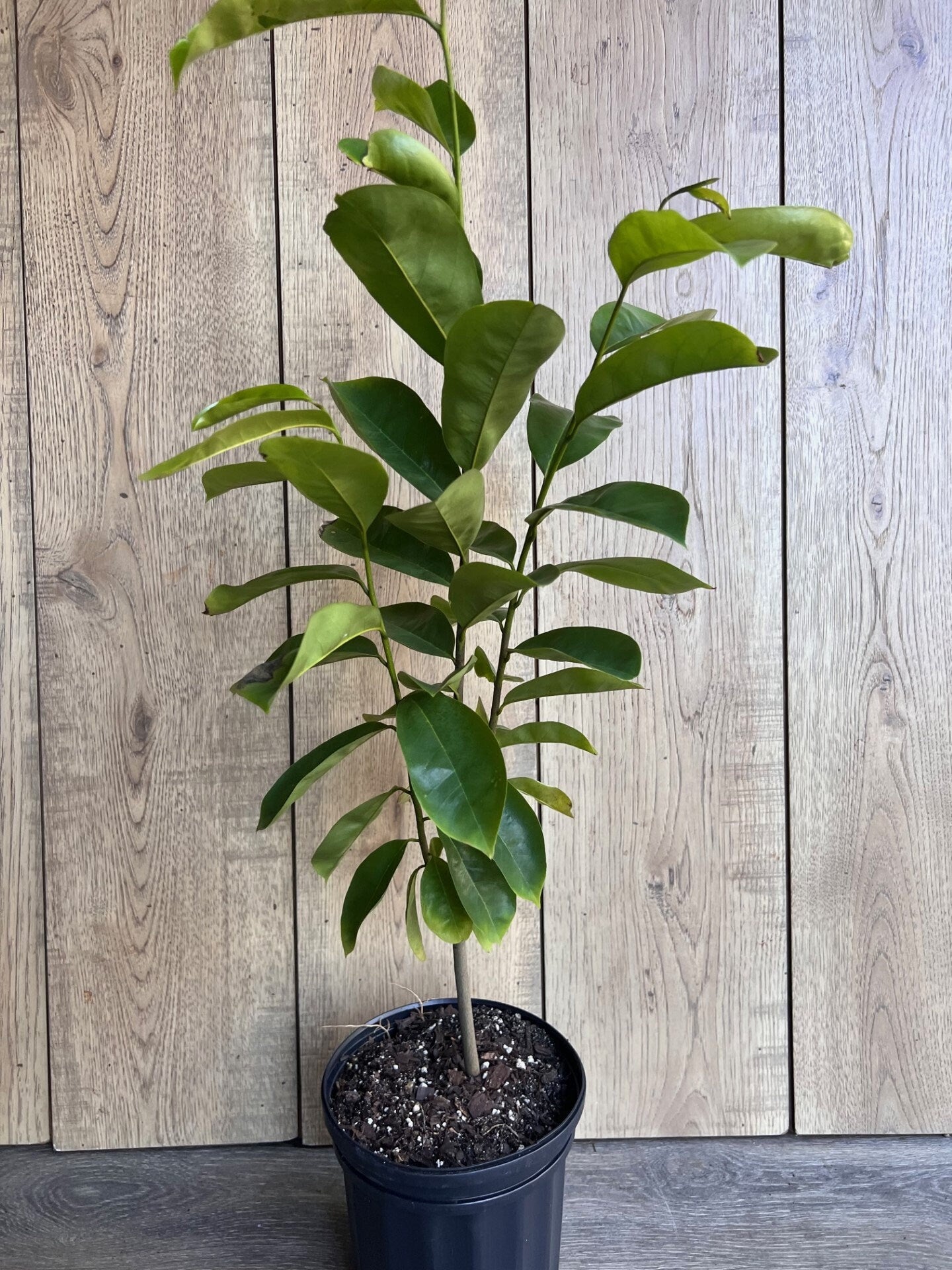 Soursop Tree, guanabana in Half gallon pot , Sirsak, Anona Muricata