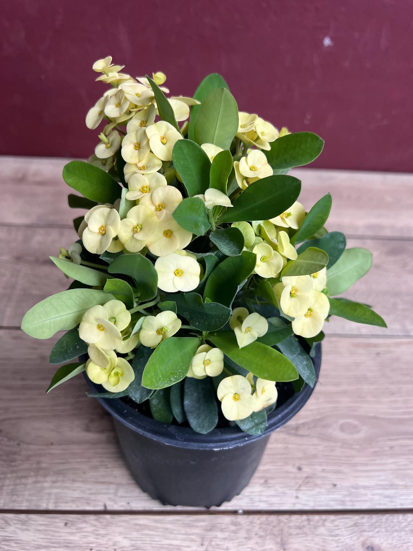 Crown of Thorns, Yellow in 6" Pot, Euphorbia milii