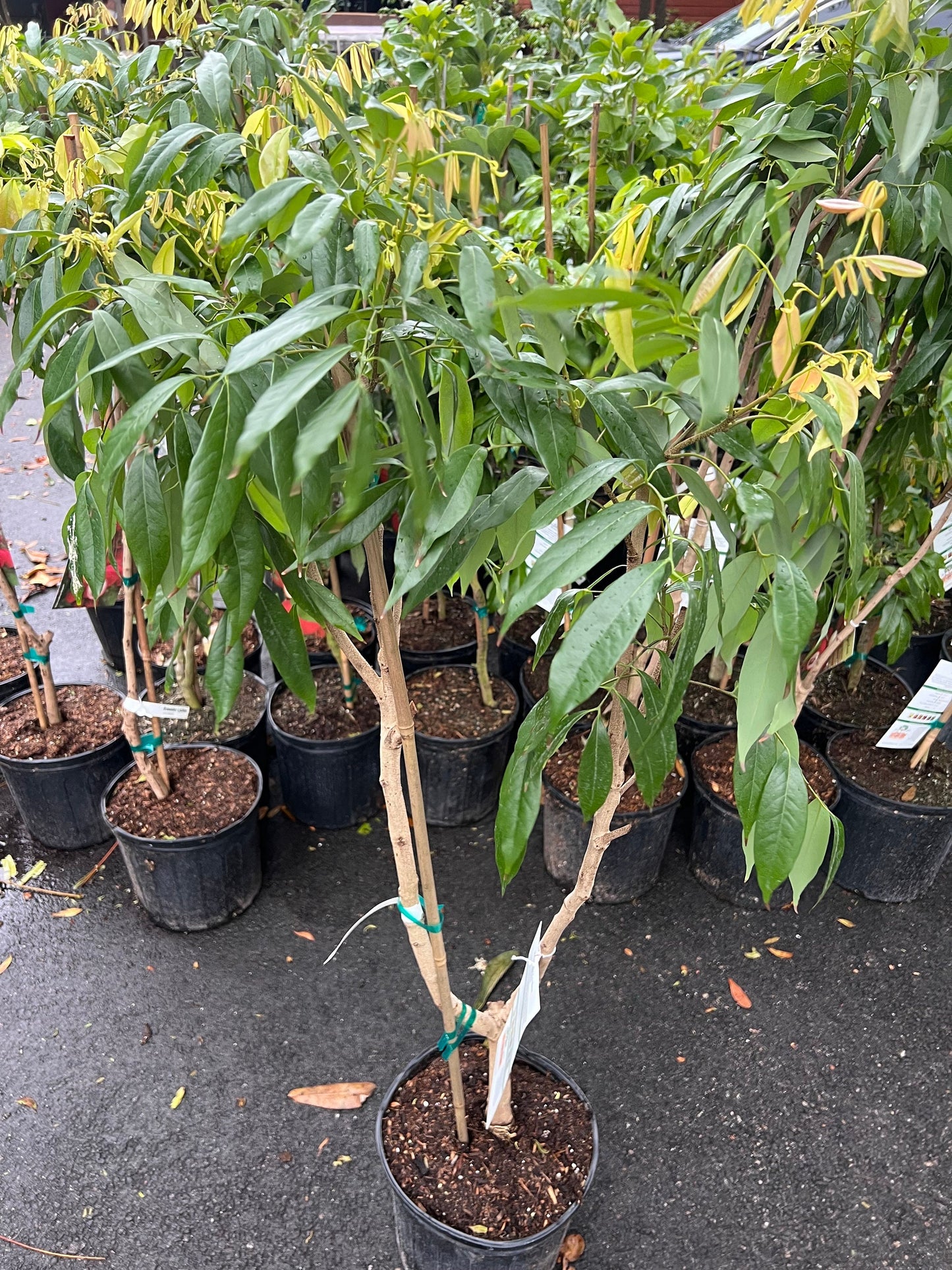 Brewster Lychee in 10" Pot, 3 to 4 Ft tall, grafted,No Ship to HI