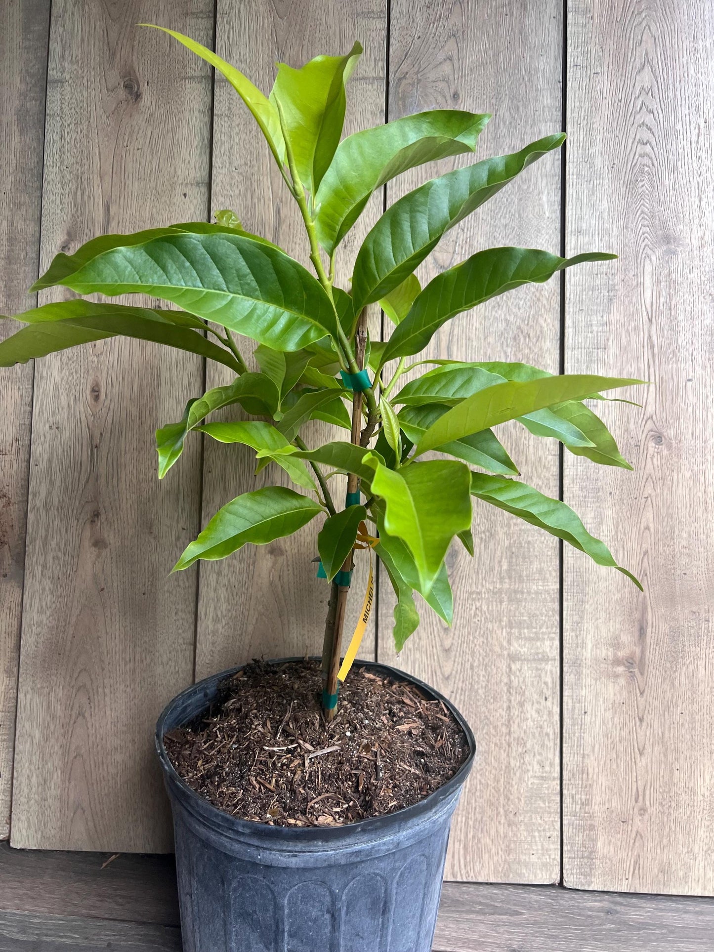 White champaca, Grafted in 3 gallon pot, Ngọc Lan Trắng, Michelia alba