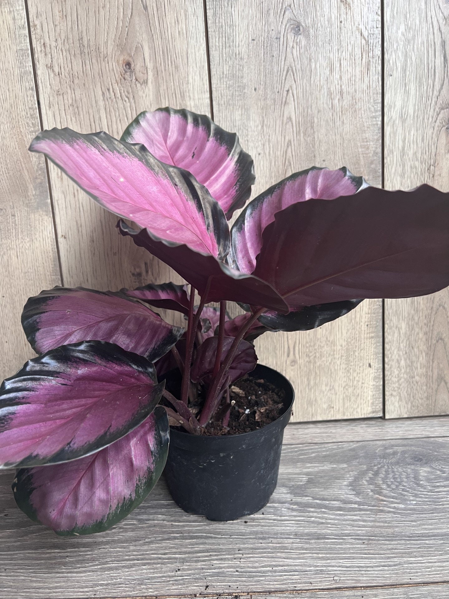 Calathea pink star in 6" Pot