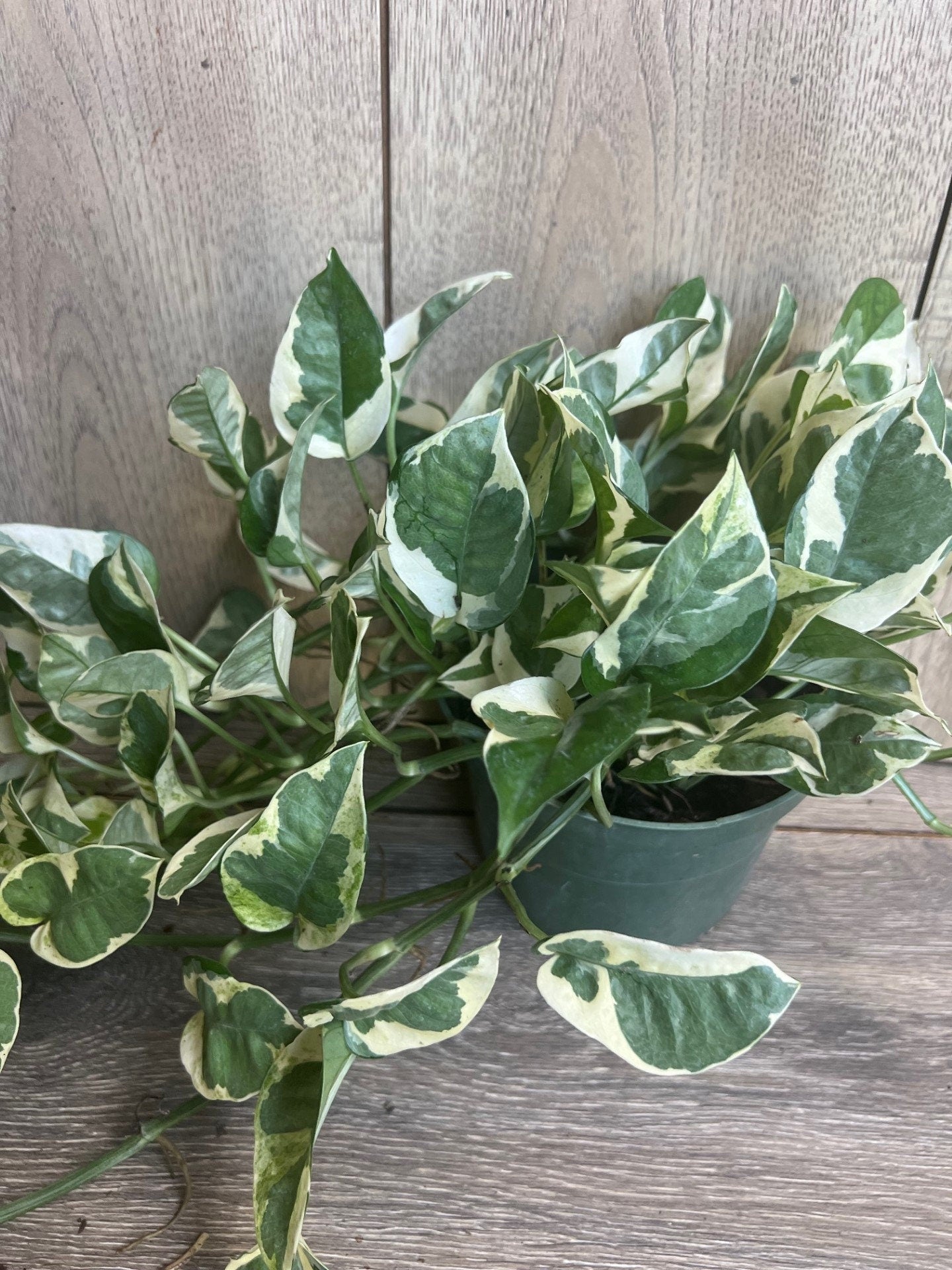 N’Joy pothos , Epipremnum aureum, Devil’s Ivy in 6" pot, Njoy