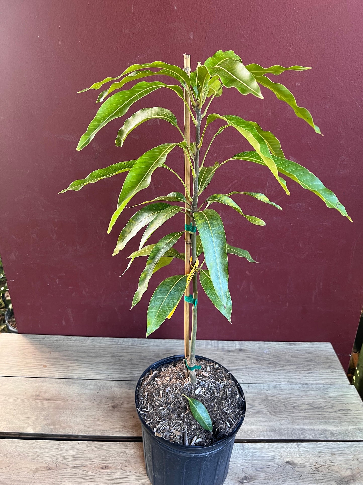 Maha Chanok mango , grafted in 3 gallons pot, Rainbow mango, No ship to HI