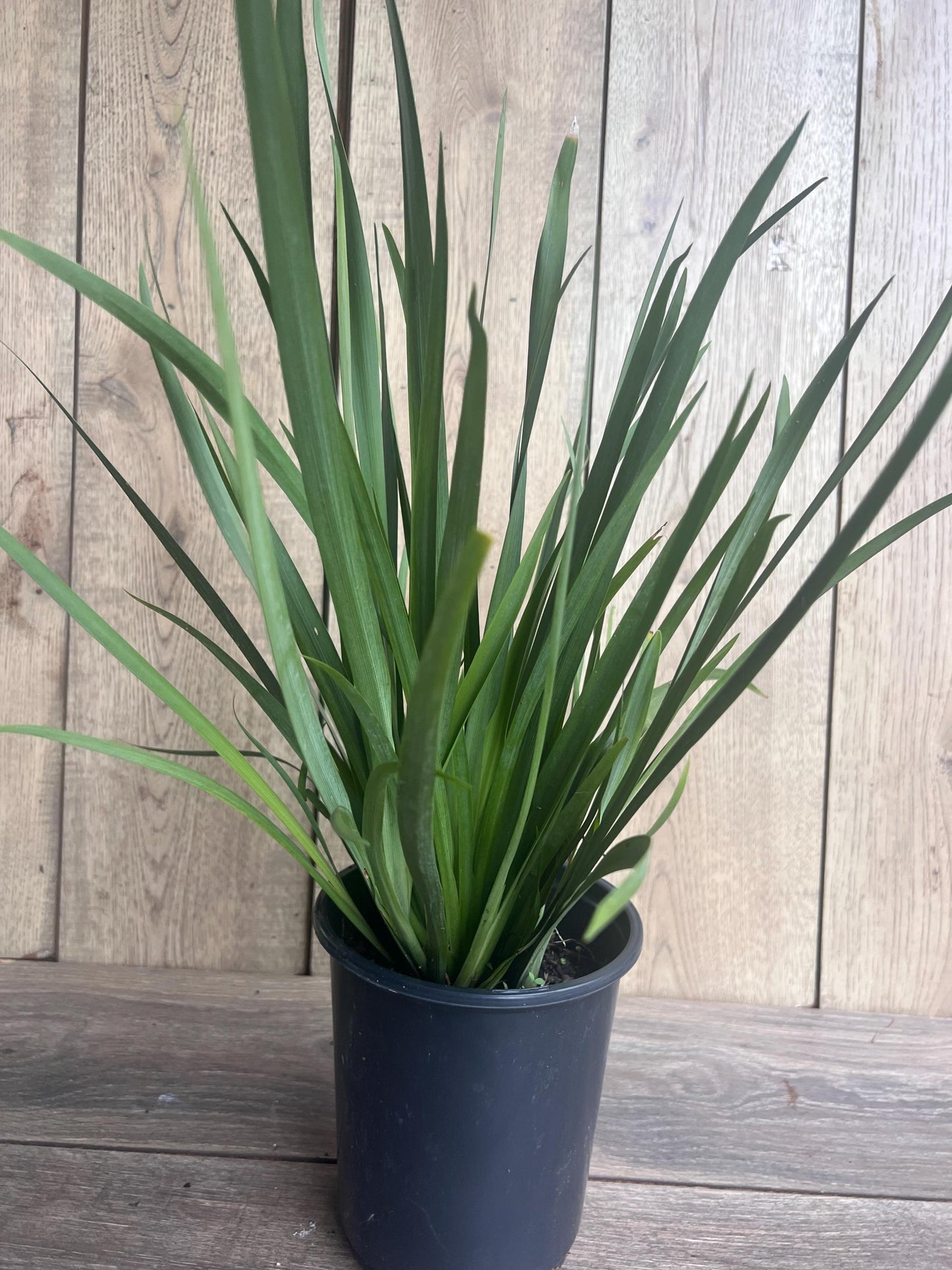 White African Iris, Dietes Iridioides, Fortnight Lily, African Iris White in 6" Pot
