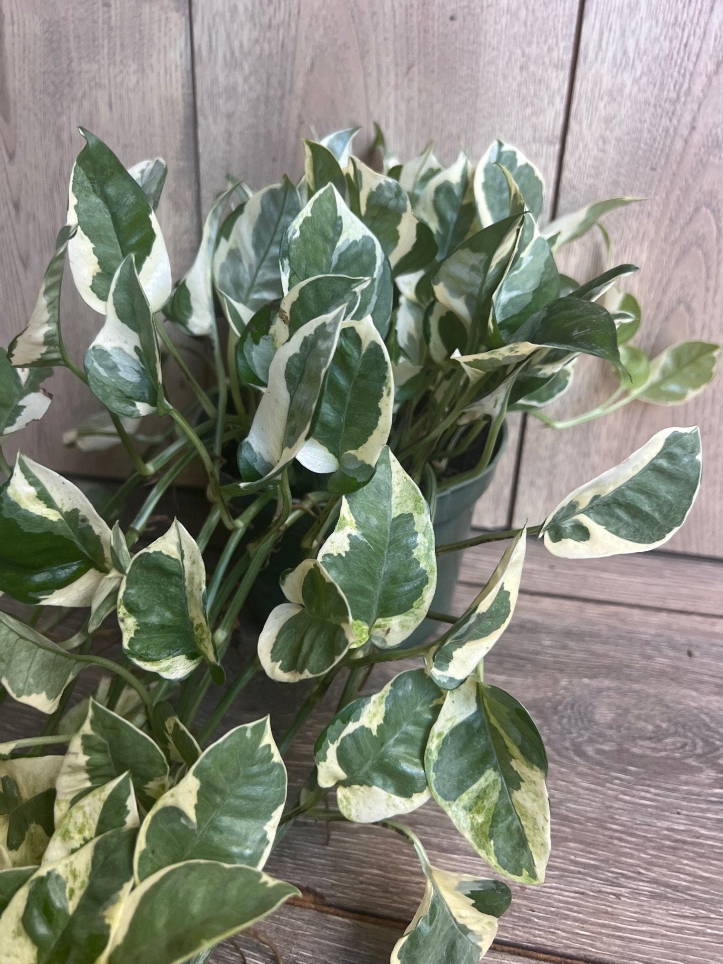 N’Joy pothos , Epipremnum aureum, Devil’s Ivy in 6" pot, Njoy