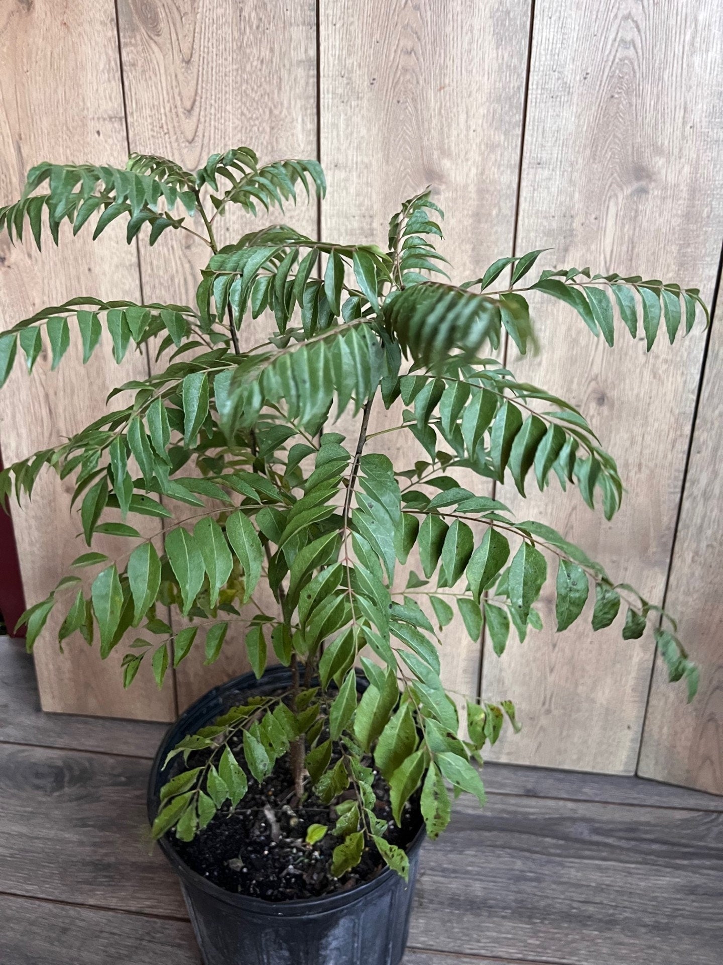 Curry Leaf Plant, Murraya Koenigii in 10" Pot. No ship to CA or HI