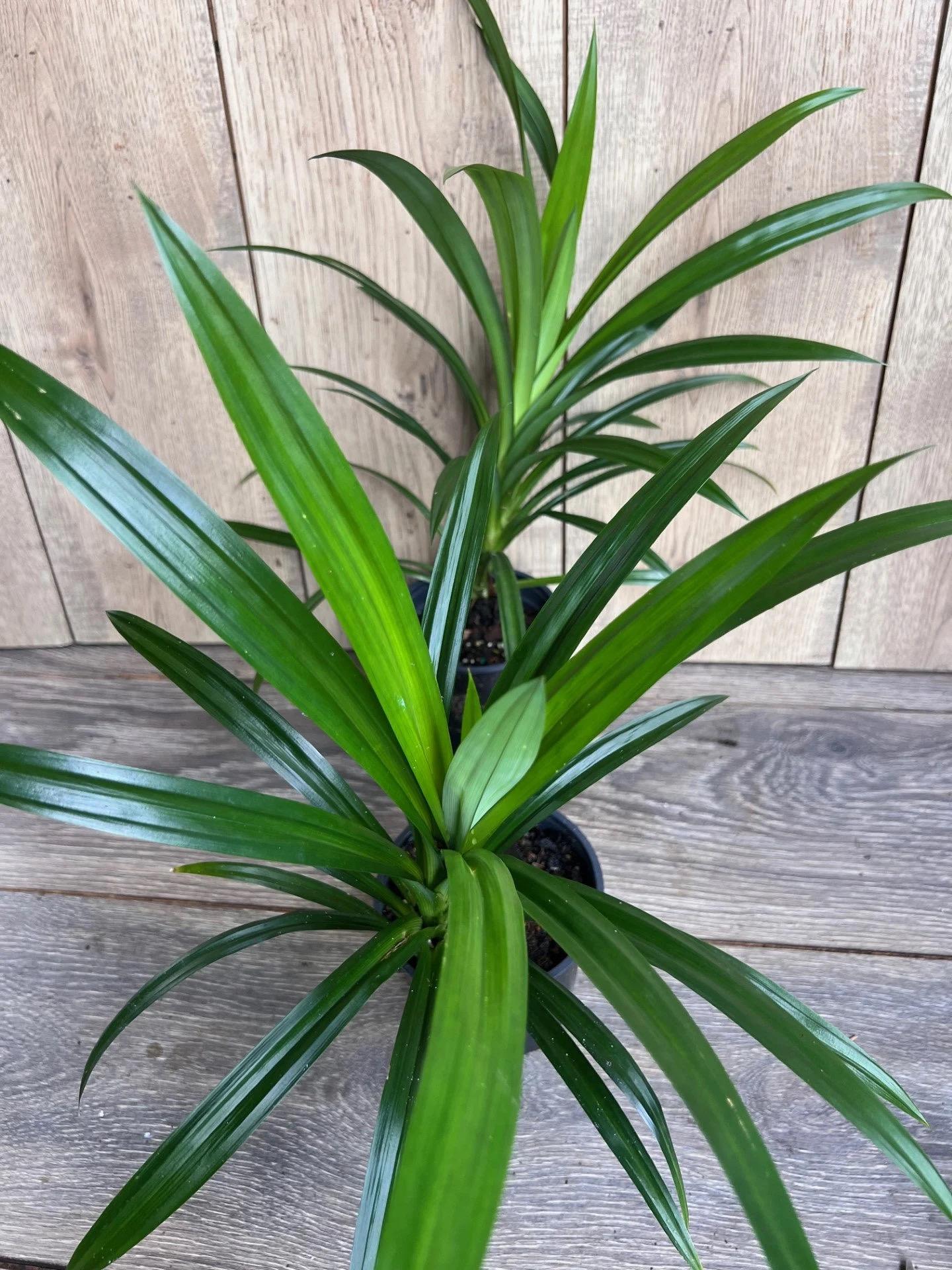 Pandan Plant, pandanus, pandan in 4" pot