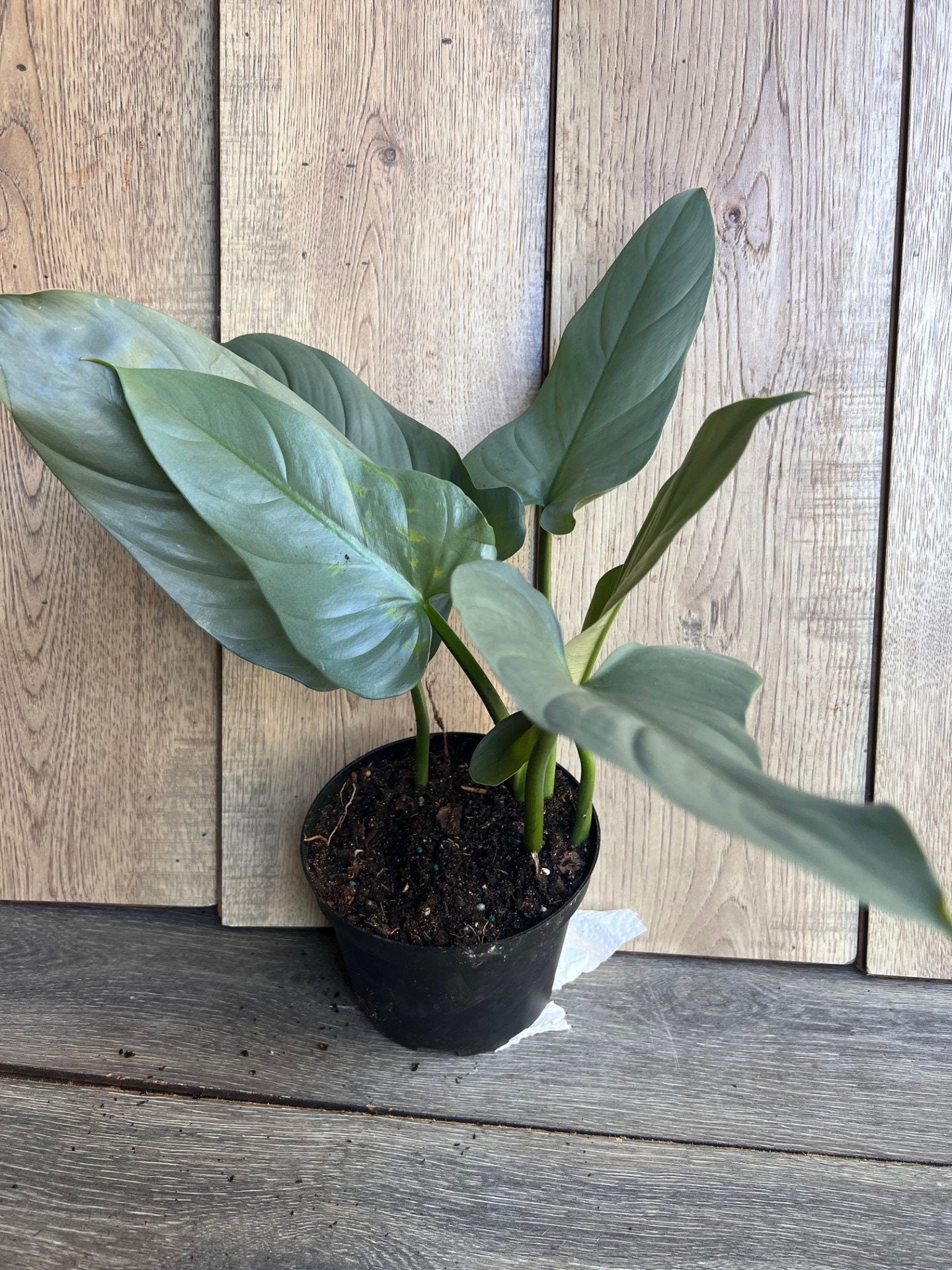 Philodendron SIlver Swords, Philodendron Hastatum in 6" pot