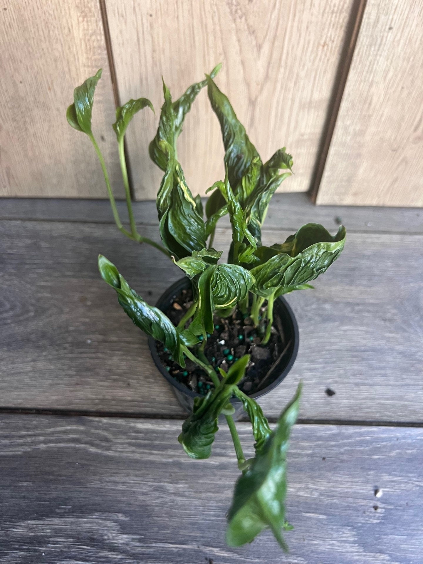 Epipremnum Aureum 'Shangri La' in 4 inches pot
