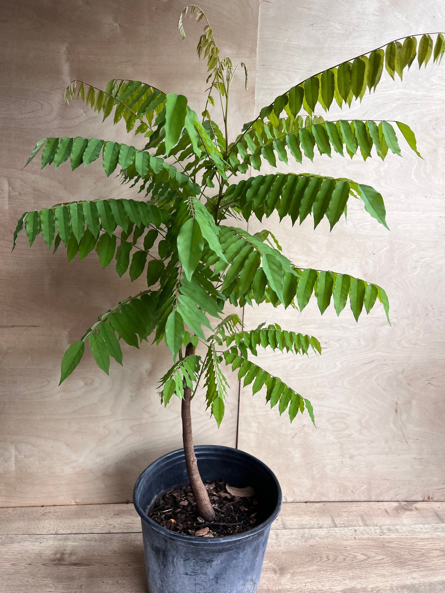 Bilimbi, Averrhoa, Belimbing wuluh in 3 gallon pot, cucumber tree, tree sorrel.