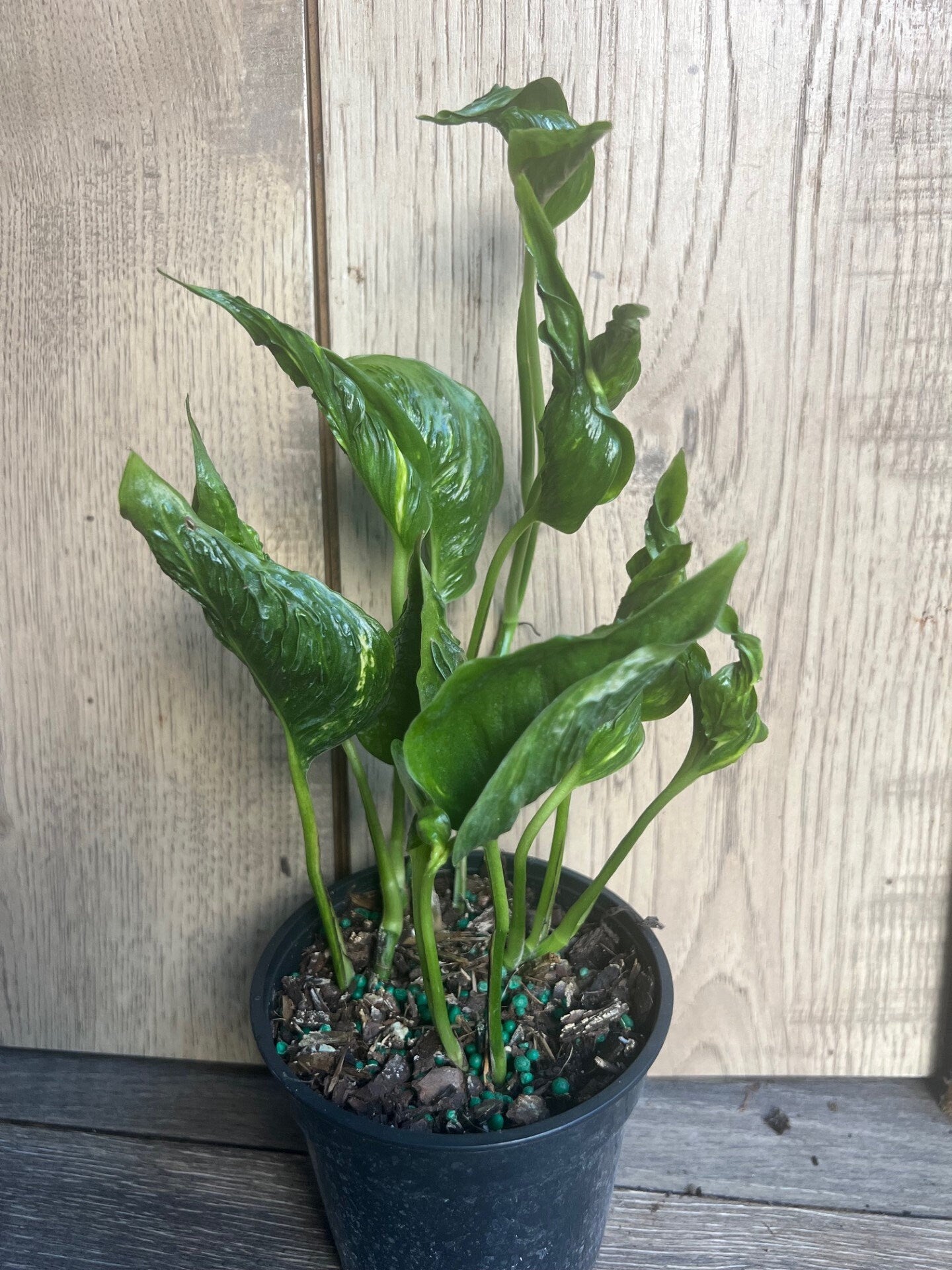 Epipremnum Aureum 'Shangri La' in 4 inches pot