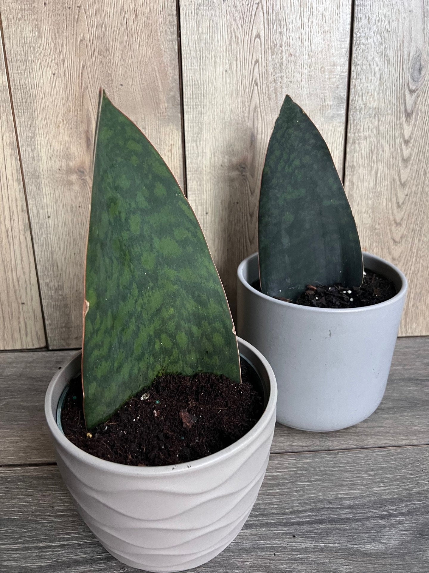 Sansevieria Masoniana, Sansevieria Whale Fin, Snake Plant in 6" Pot