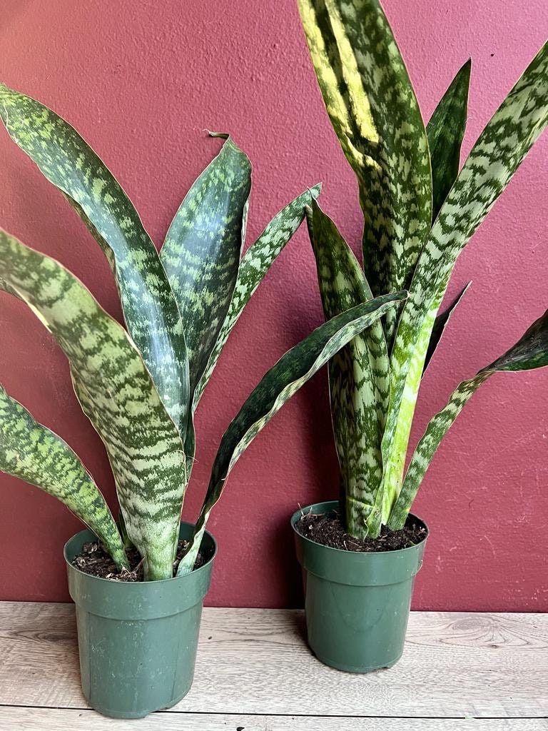 Sansevieria Jaboa, in 6" pot, King Jaboa, Dracaena Jaboa