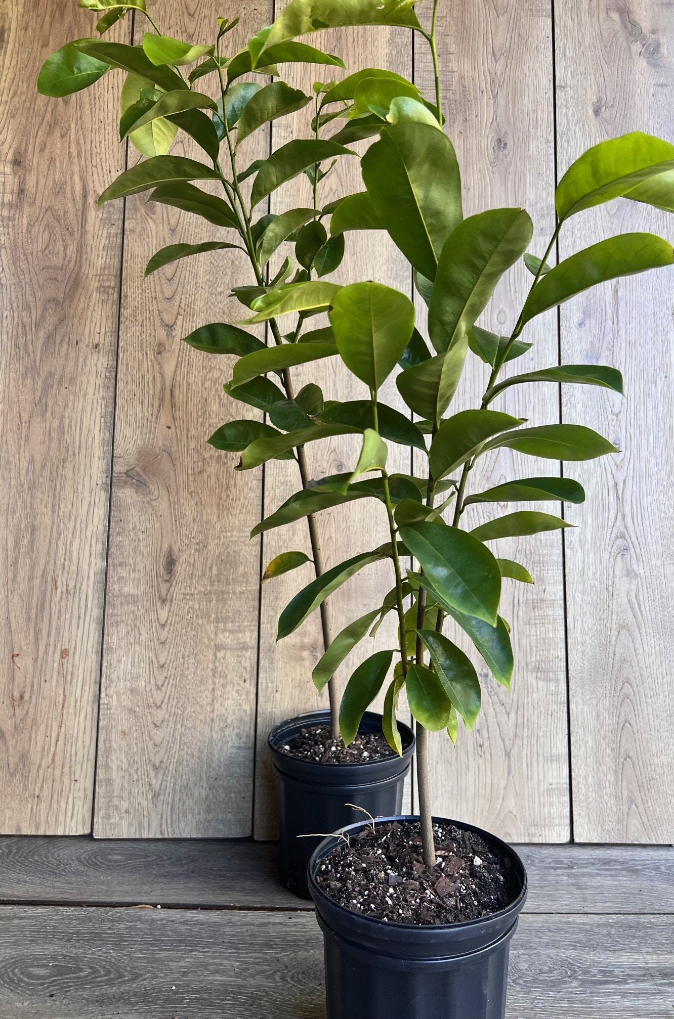 Soursop Tree, guanabana in Half gallon pot , Sirsak, Anona Muricata