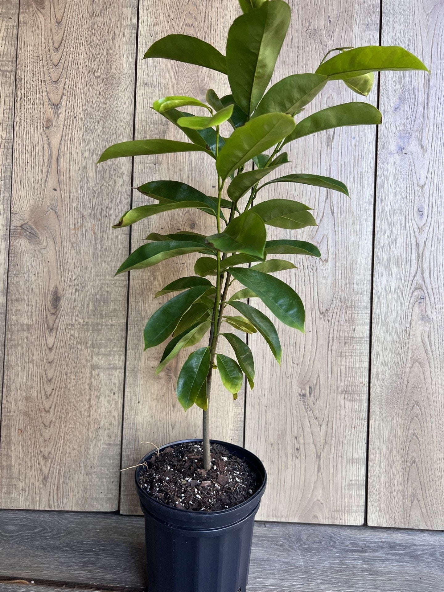 Soursop Tree, guanabana in Half gallon pot , Sirsak, Anona Muricata