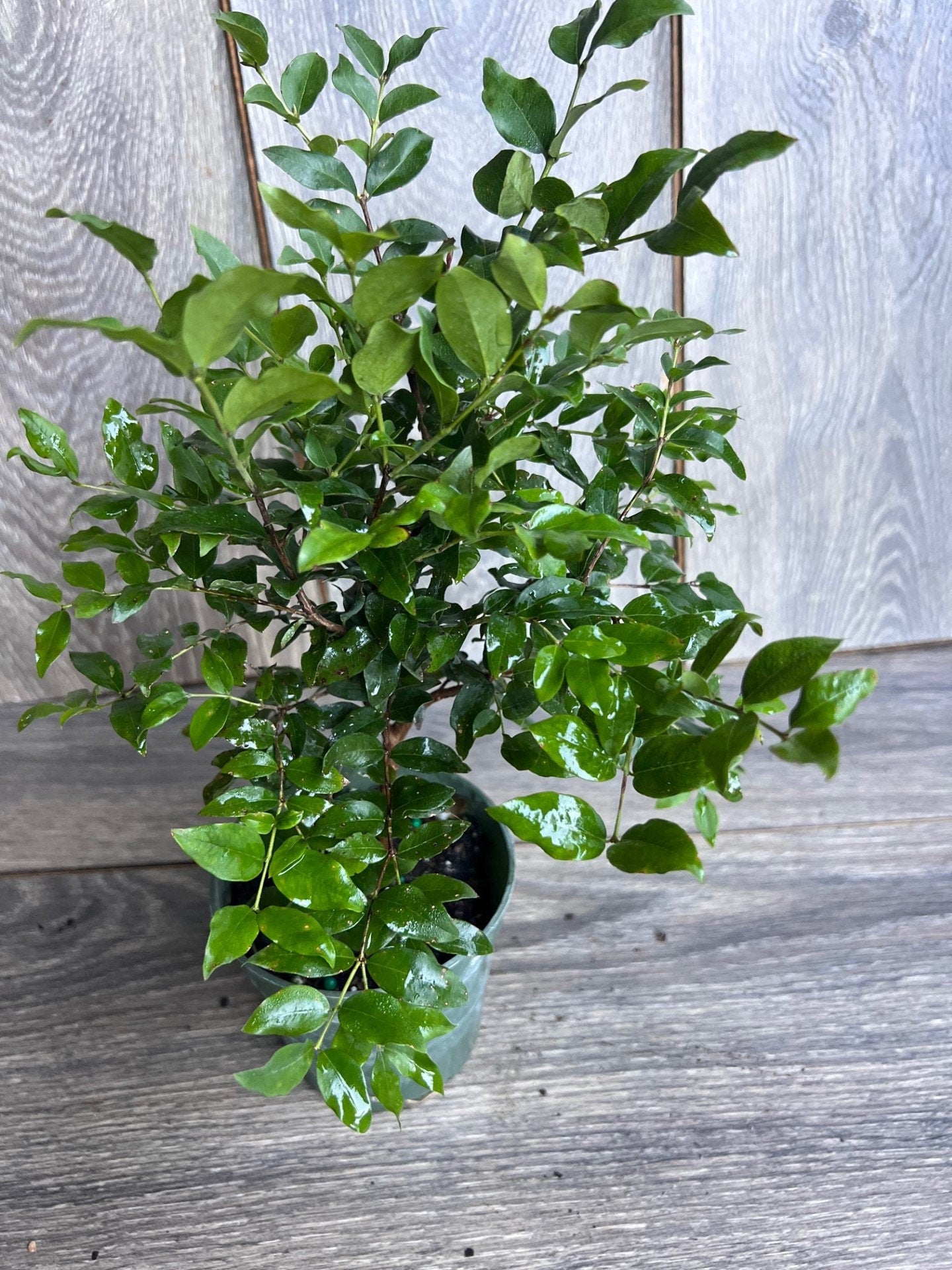 Myrciaria cauliflora Precoce, dwarf Jaboticaba Fruit Tree in 4" Pot