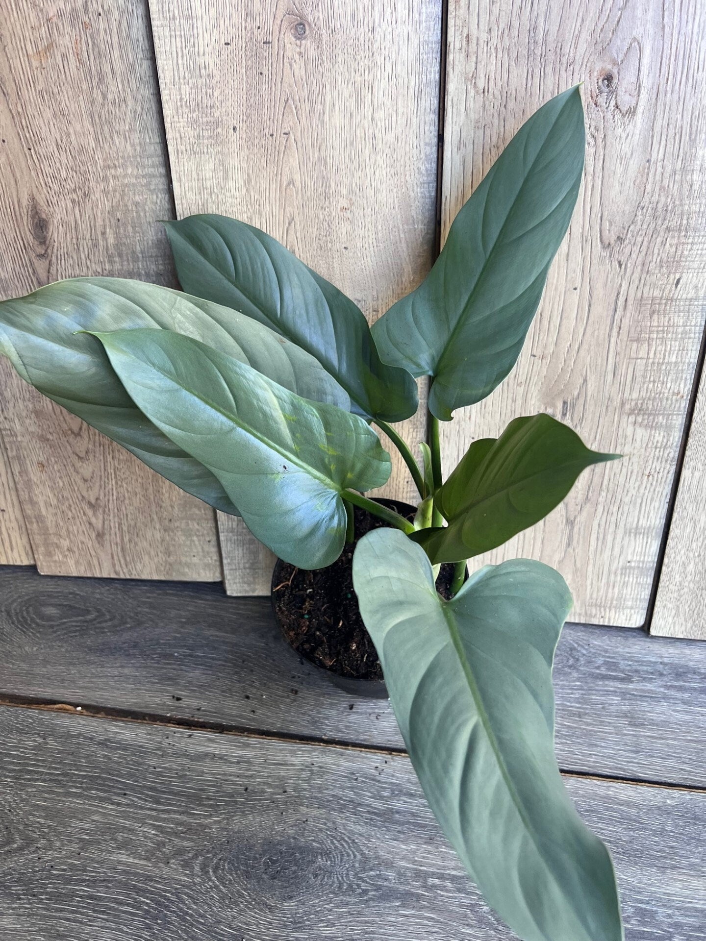 Philodendron SIlver Swords, Philodendron Hastatum in 6" pot
