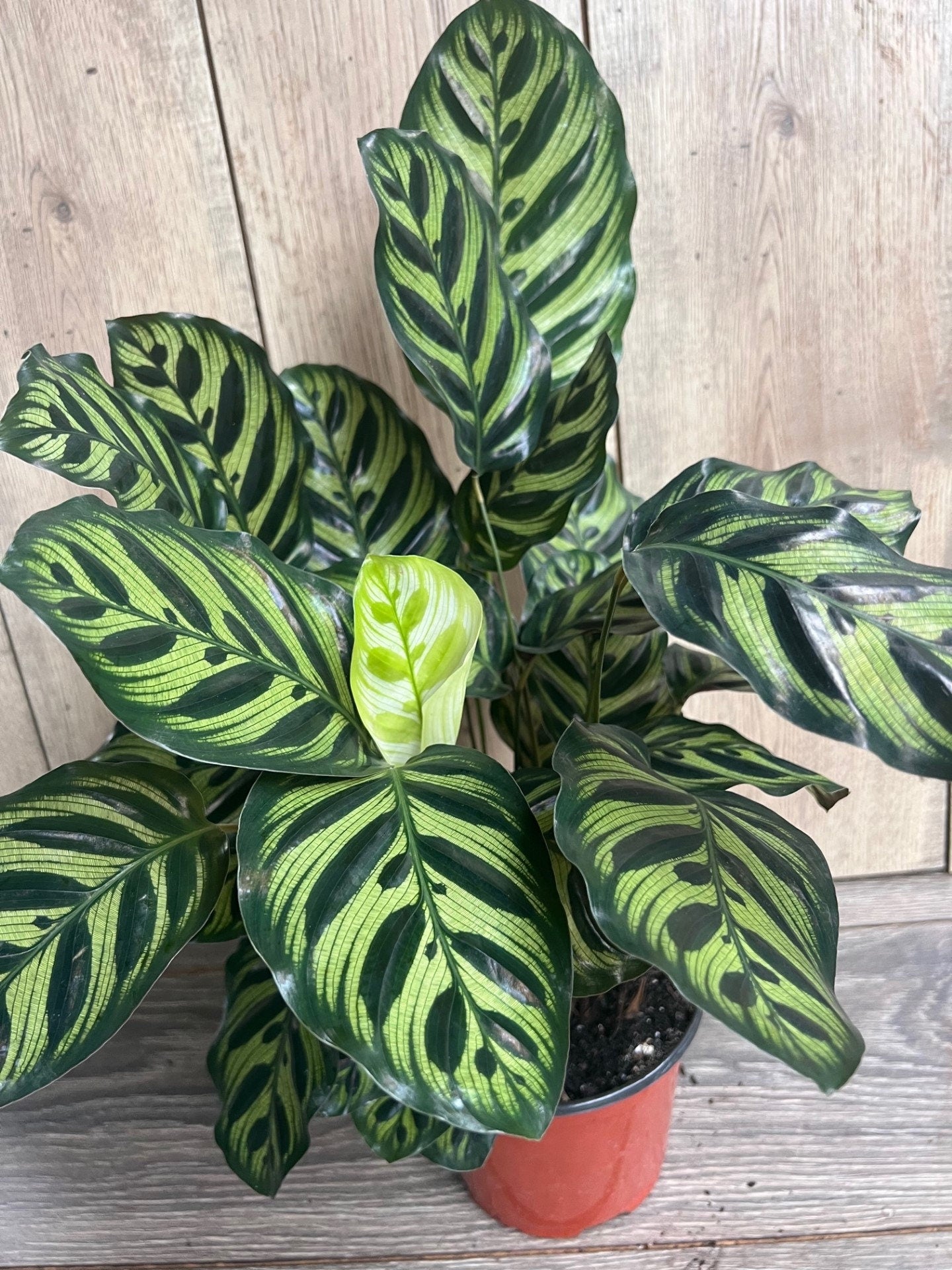 Calathea makoyana, Peacock Plant, in 6" inches pot, prayer plant