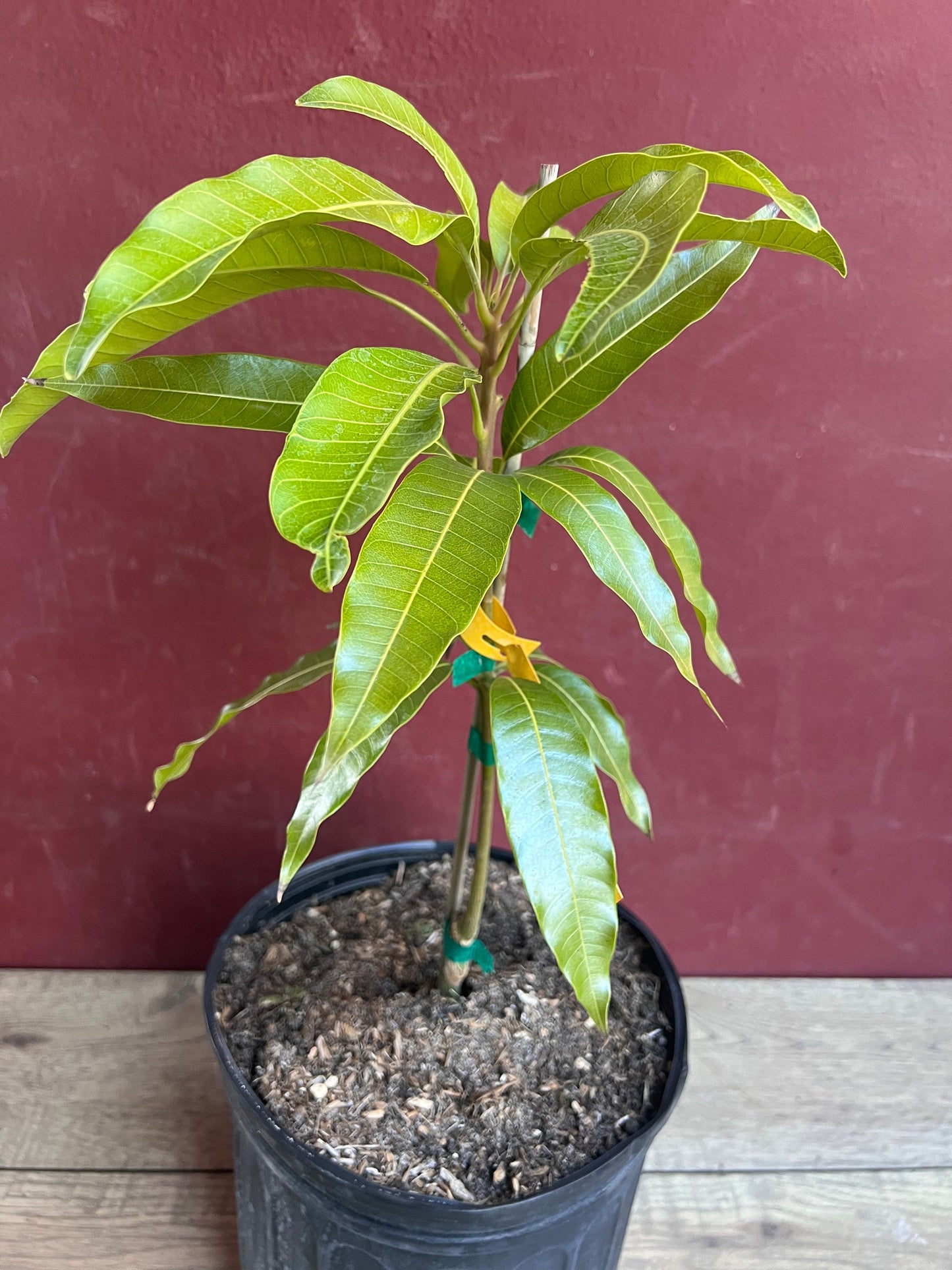 Fruit Punch Mango Tree, grafted in 3 gallons pot, No Ship to CA and HI