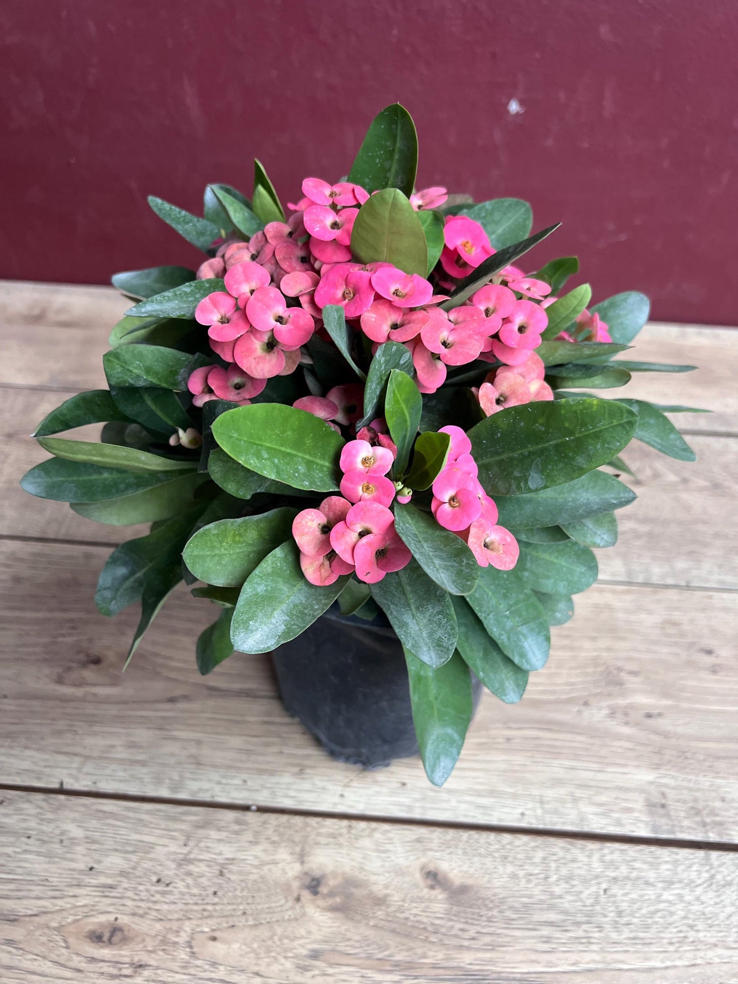 Crown of Thorns, Pink in 6" Pot, Euphorbia milii
