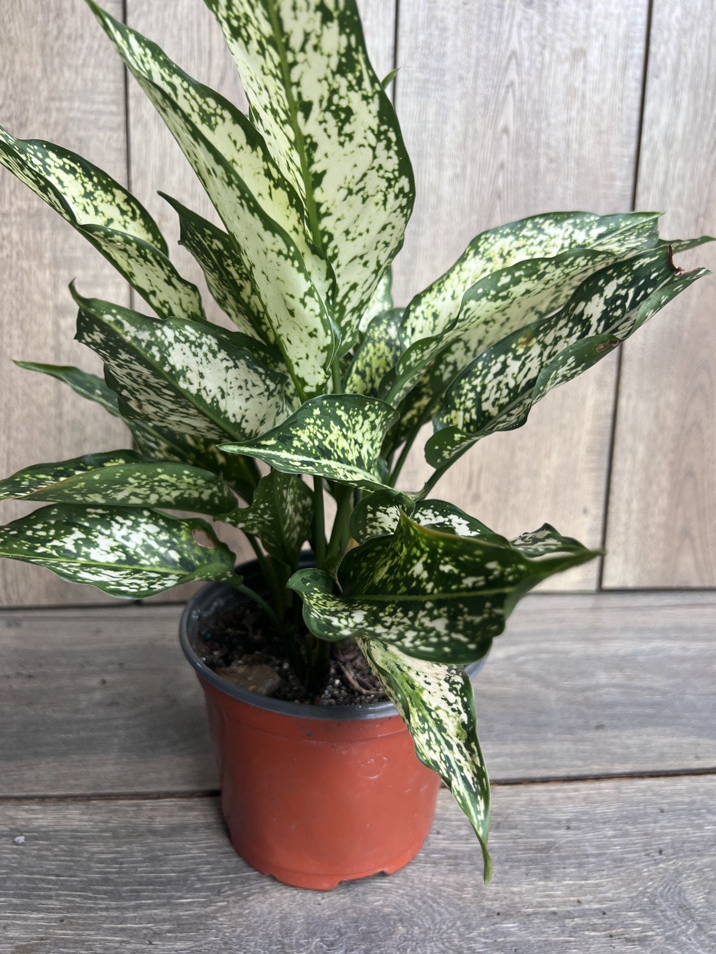 First Diamond Aglaonema, White Aglanoema, Osaka in 6” pot