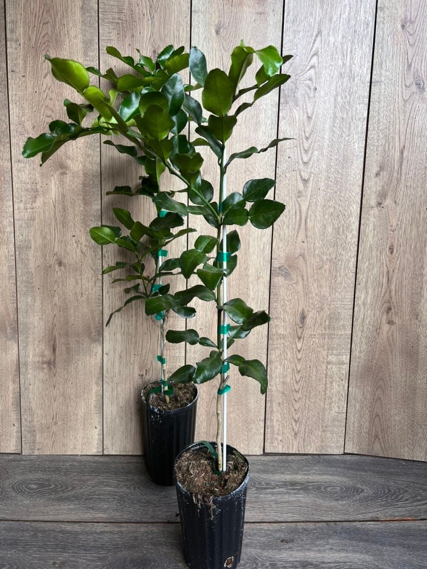 Kaffir Lime Tree - Citrus Hystrix Makrut in Half Gallon Pot, Kieffer Lime, Jeruk Purut, Grafted,