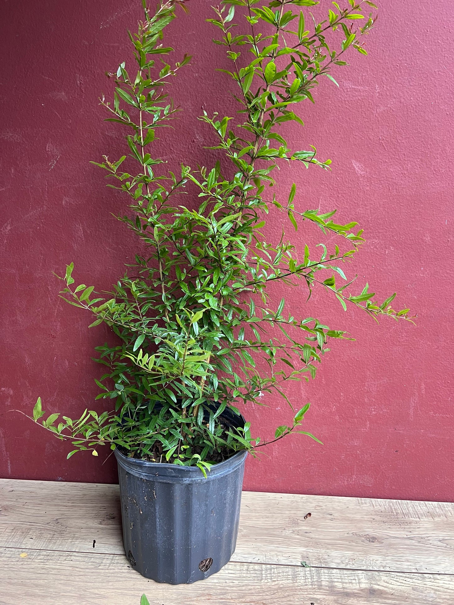 Wonderful Pomegranate in 3 gallon pot, delima