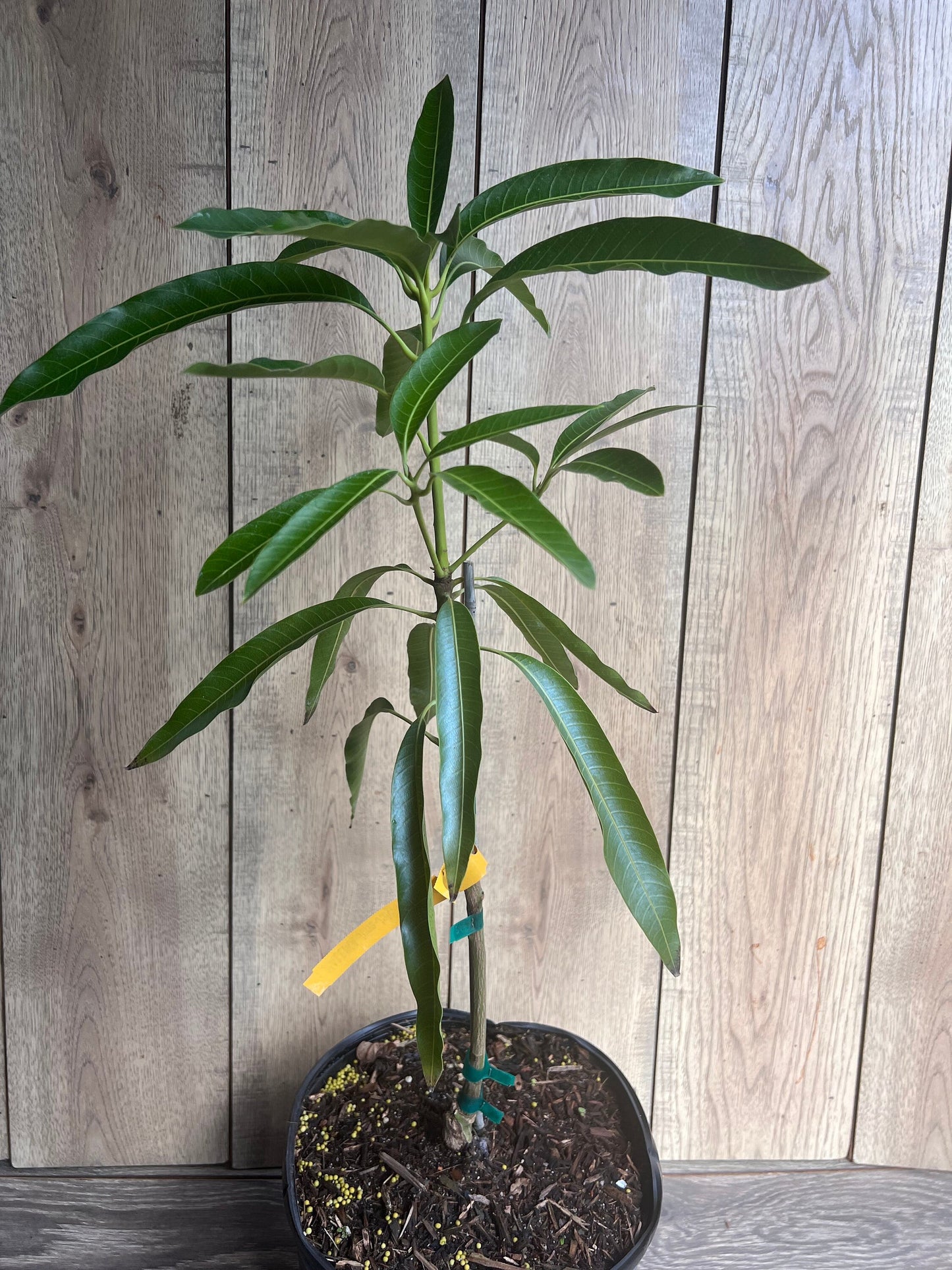 Mallika Mango Tree. grafted in 3 gallons pot, No Ship to CA and HI