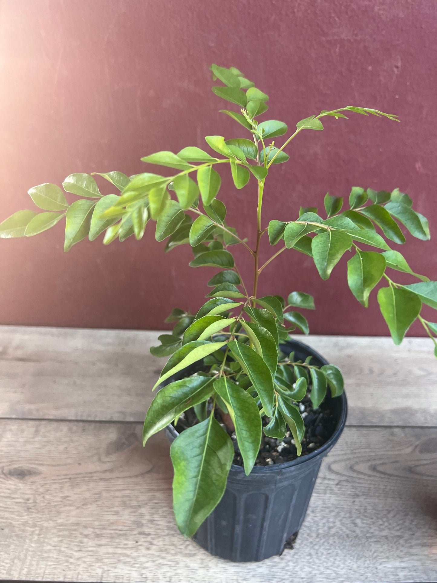 Curry Leaf Plant, Murraya Koenigii, in 6" Pot. No ship to CA or HI