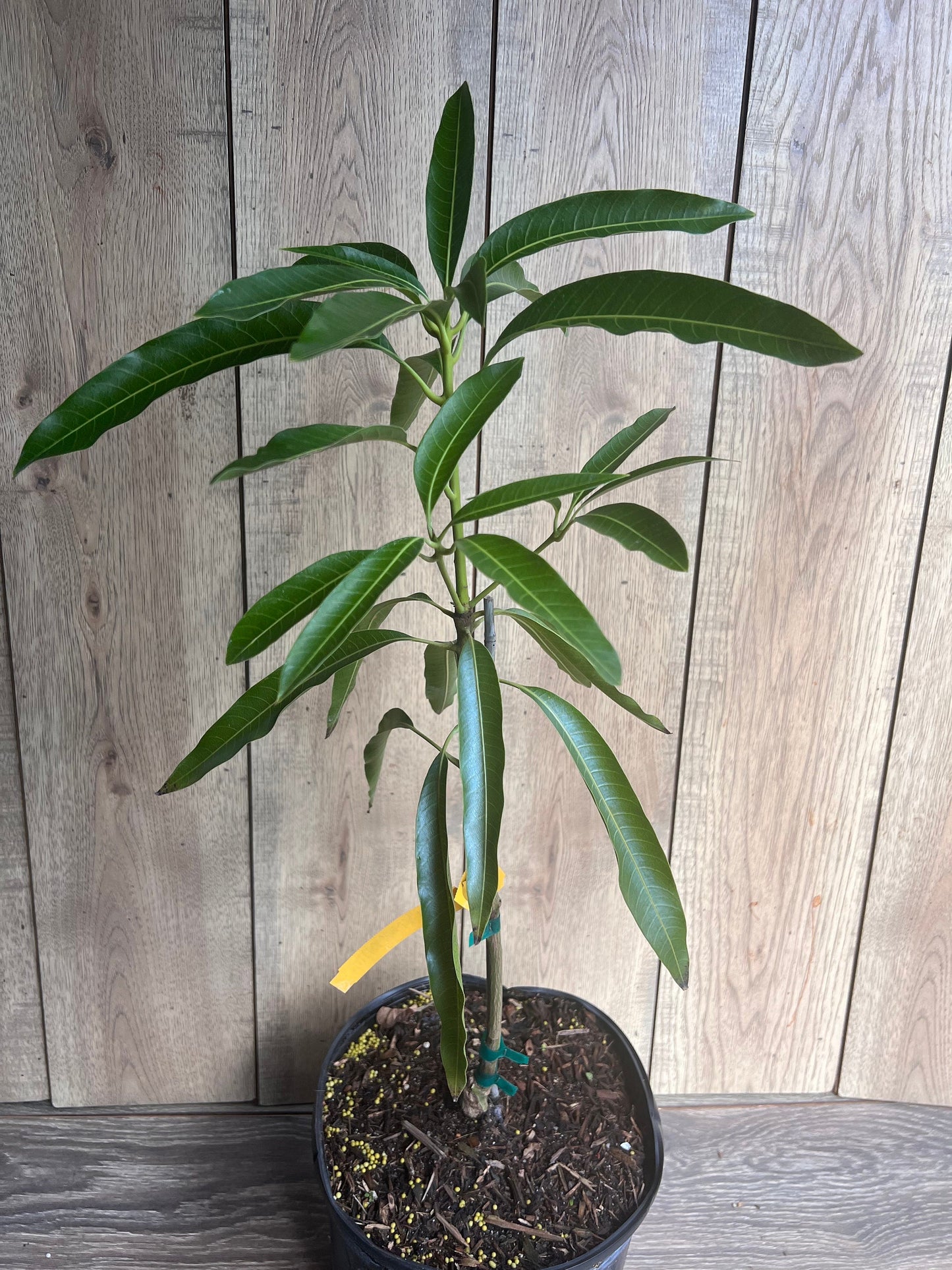 Mallika Mango Tree. grafted in 3 gallons pot, No Ship to CA and HI